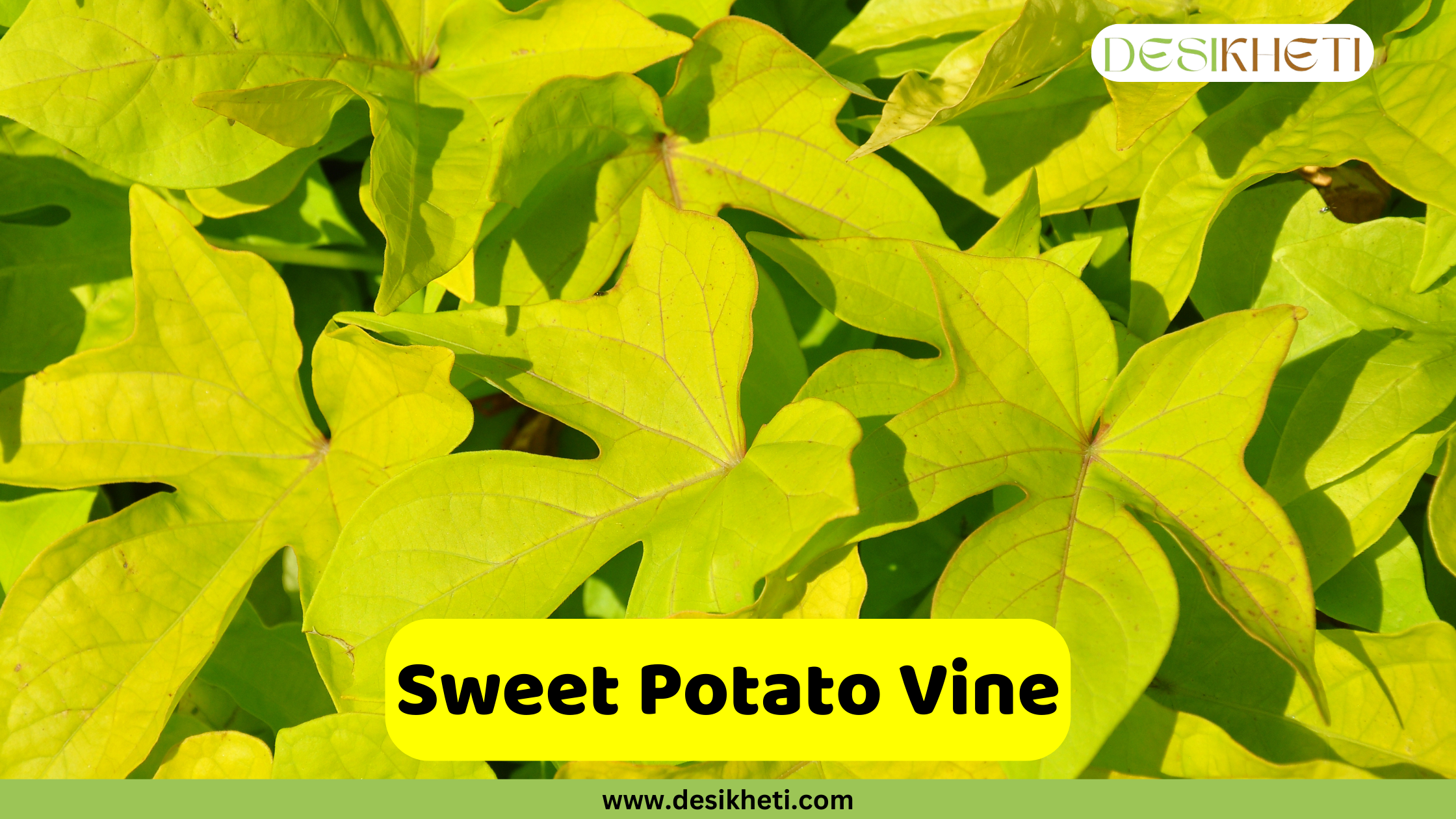 Sweet Potato Vine A close-up view of a Sweet Potato Vine with large, lobed leaves in a bright, chartreuse color. The text "Sweet Potato Vine" is displayed in a yellow box at the bottom center. A logo is visible in the top right corner, and "www.desikheti.com" is at the very bottom.