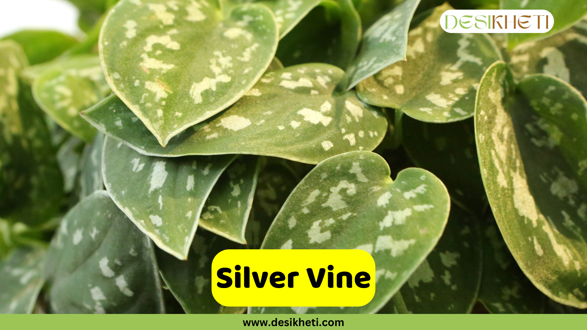 Silver Vine
A close-up of a Silver Vine plant, also known as Scindapsus pictus or Satin Pothos, showcasing its dark green, heart-shaped leaves with prominent silvery-grey variegation. The text "Silver Vine" is displayed in a yellow box at the bottom center. A logo is visible in the top right corner, and "www.desikheti.com" is written at the very bottom.