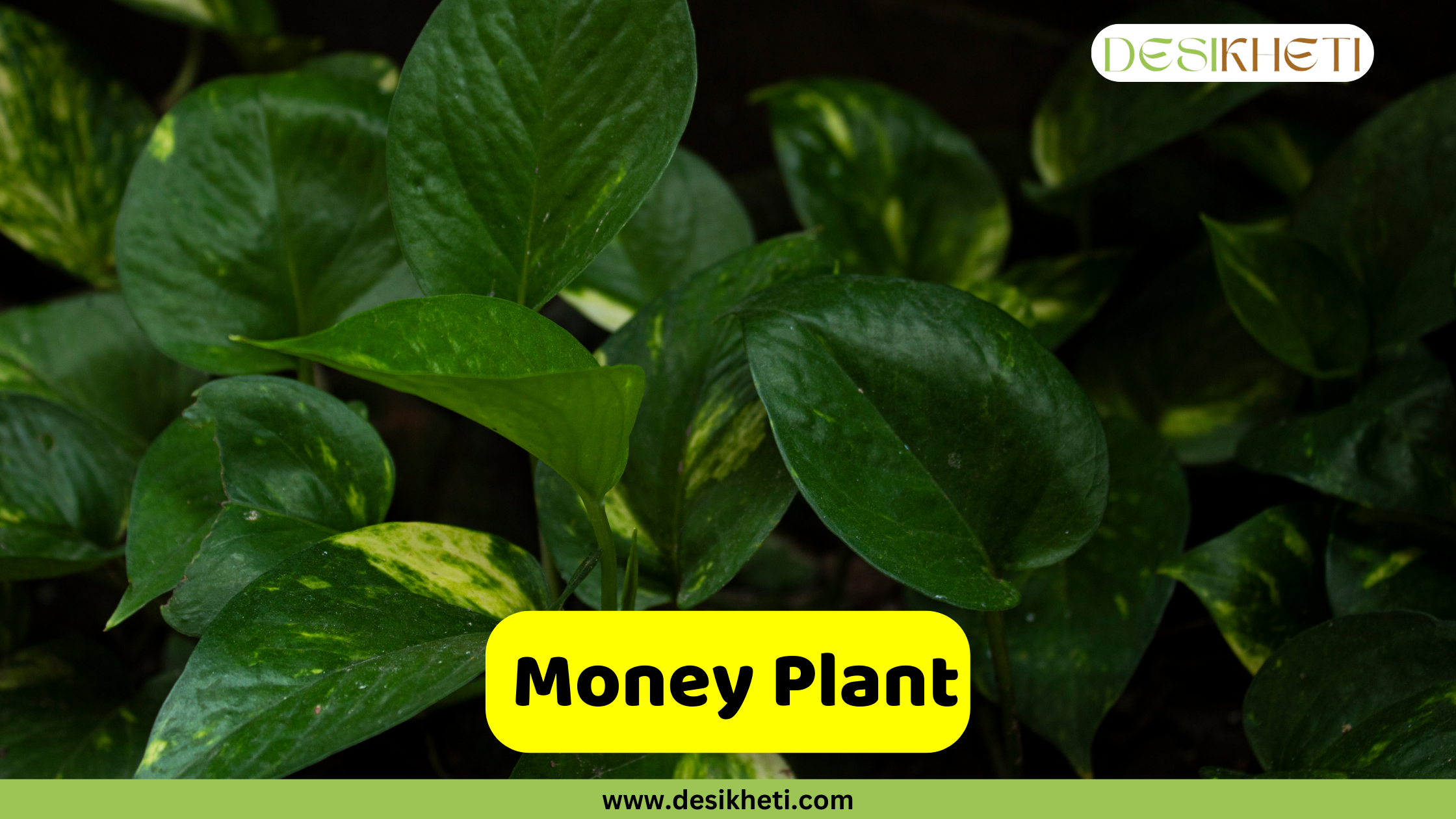 Money Plant A close-up of a Money Plant, also known as Golden Pothos, showcasing its glossy, heart-shaped green leaves with splashes of yellow variegation. The text "Money Plant" is displayed in a yellow box at the bottom center. A logo is visible in the top right corner, and "www.desikheti.com" is written at the very bottom.