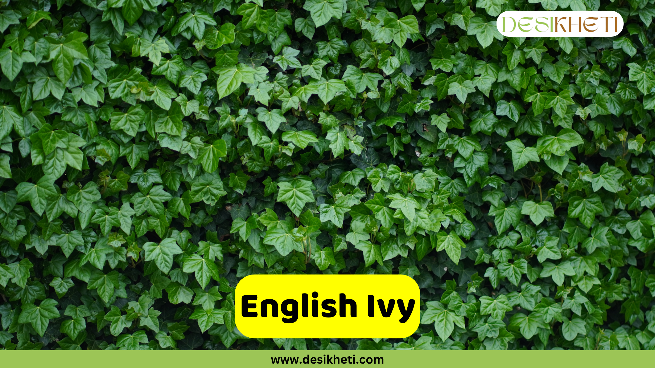 English Ivy A dense wall of green English Ivy leaves covering a surface, with the text "English Ivy" in a yellow rectangular box in the center. The top right corner features a logo, and the bottom of the image has the website "www.desikheti.com" written on it.