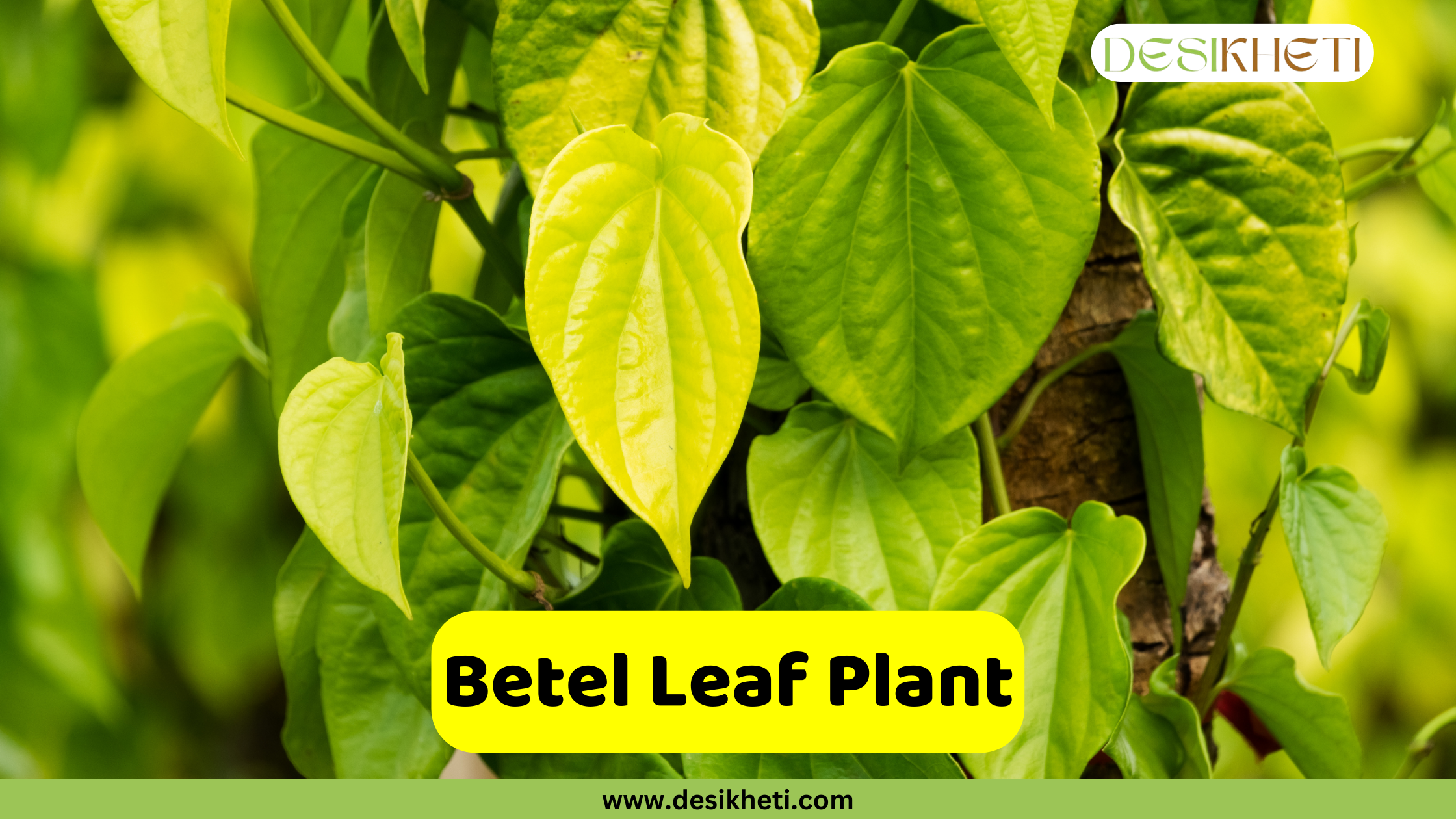 Betel Leaf Plant A close-up of a Betel Leaf Plant with several heart-shaped leaves in various shades of green and yellowish-green. The text "Betel Leaf Plant" is displayed in a yellow box at the bottom center. A logo is visible in the top right corner, and "www.desikheti.com" is written at the very bottom.