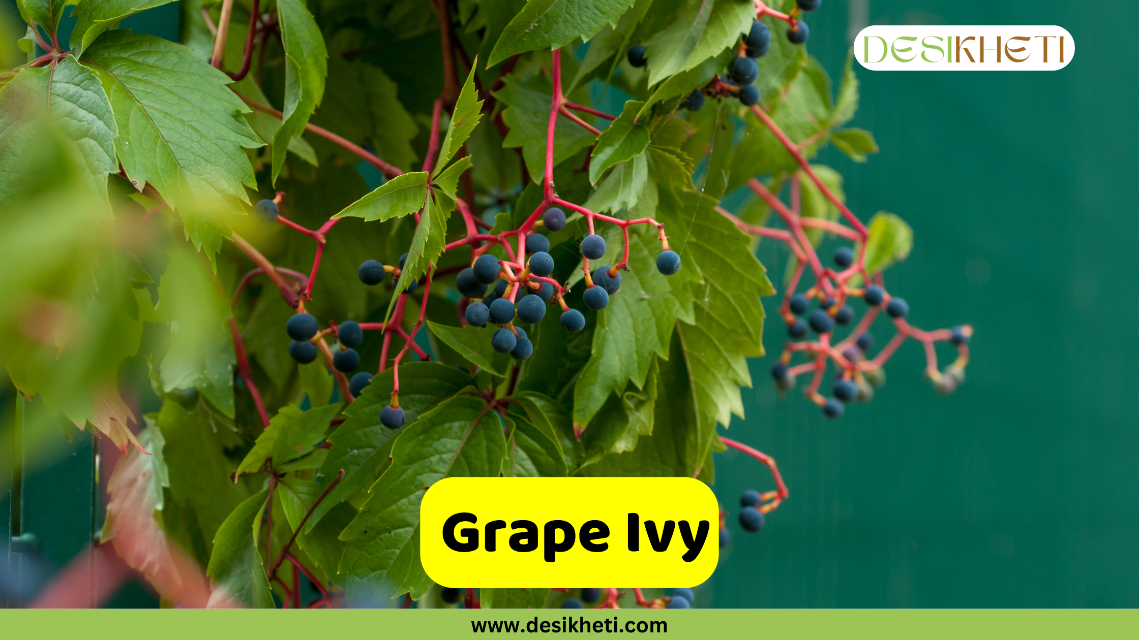 Grape Ivy A close-up of a Grape Ivy plant with green leaves and clusters of small, dark blue berries on reddish stems. The background is a blurred green surface. A yellow bar in the foreground displays the text "Grape Ivy". The top right corner contains a logo, and "www.desikheti.com" is at the bottom center.