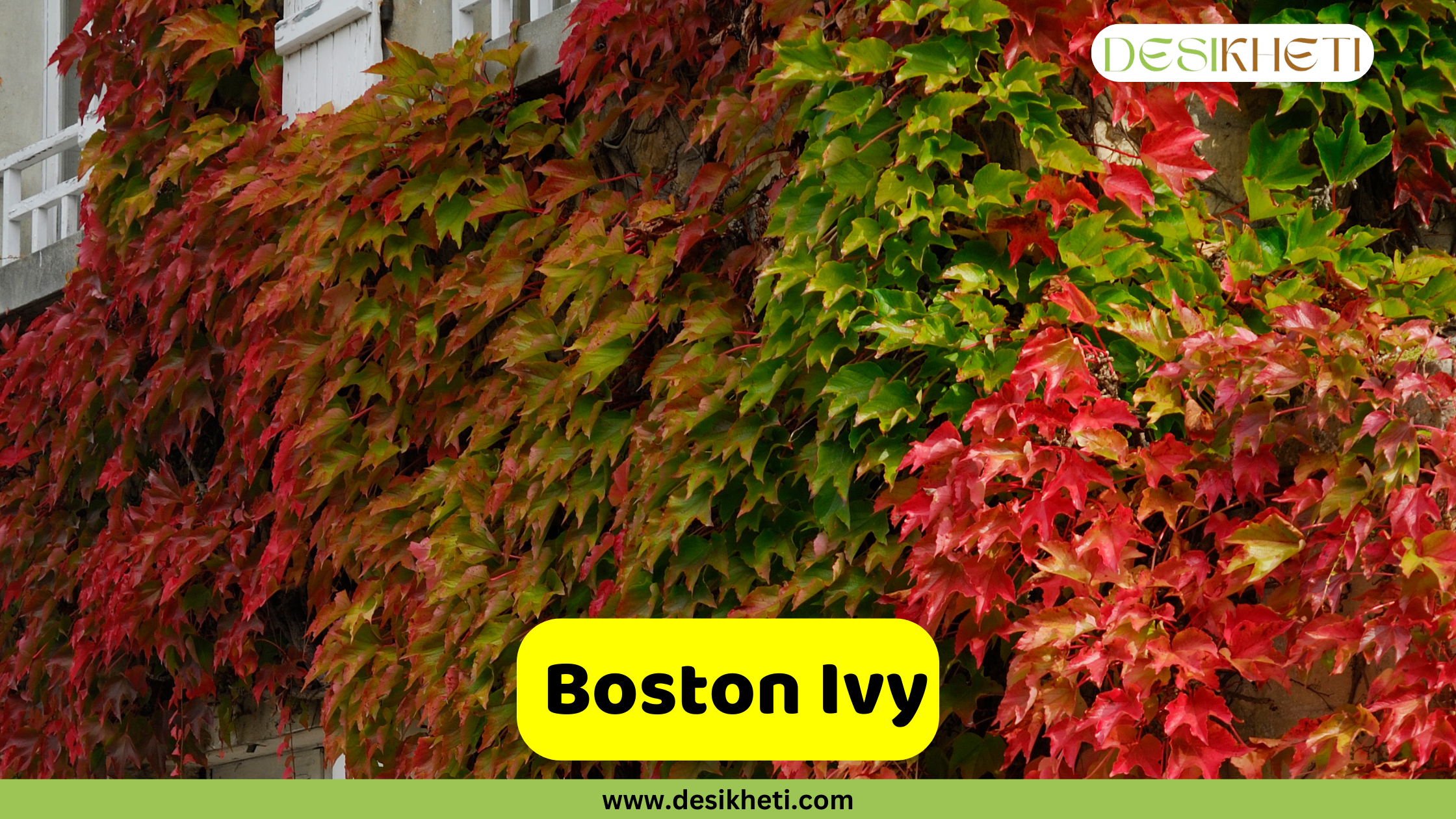 Boston Ivy
A building wall covered in vibrant Boston Ivy leaves, transitioning from green to shades of orange and bright red, indicating autumn foliage. A yellow text box in the lower middle reads "Boston Ivy". The top right corner features a logo, and "www.desikheti.com" is at the bottom center.