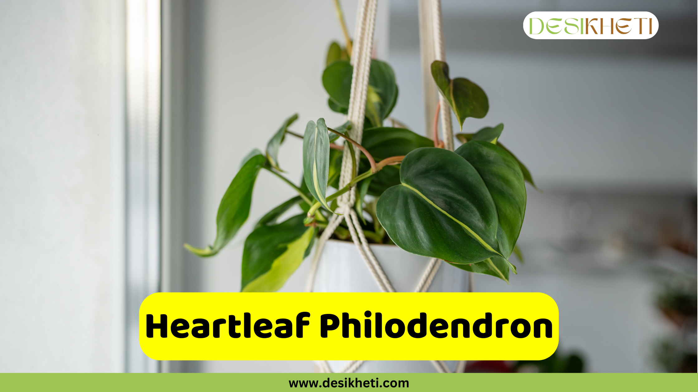 Heartleaf Philodendron
A Heartleaf Philodendron plant with dark green, heart-shaped leaves, hanging in a white macrame planter against a blurred indoor background. A yellow bar displays the text "Heartleaf Philodendron". A logo is in the top right corner, and "www.desikheti.com" is at the bottom.