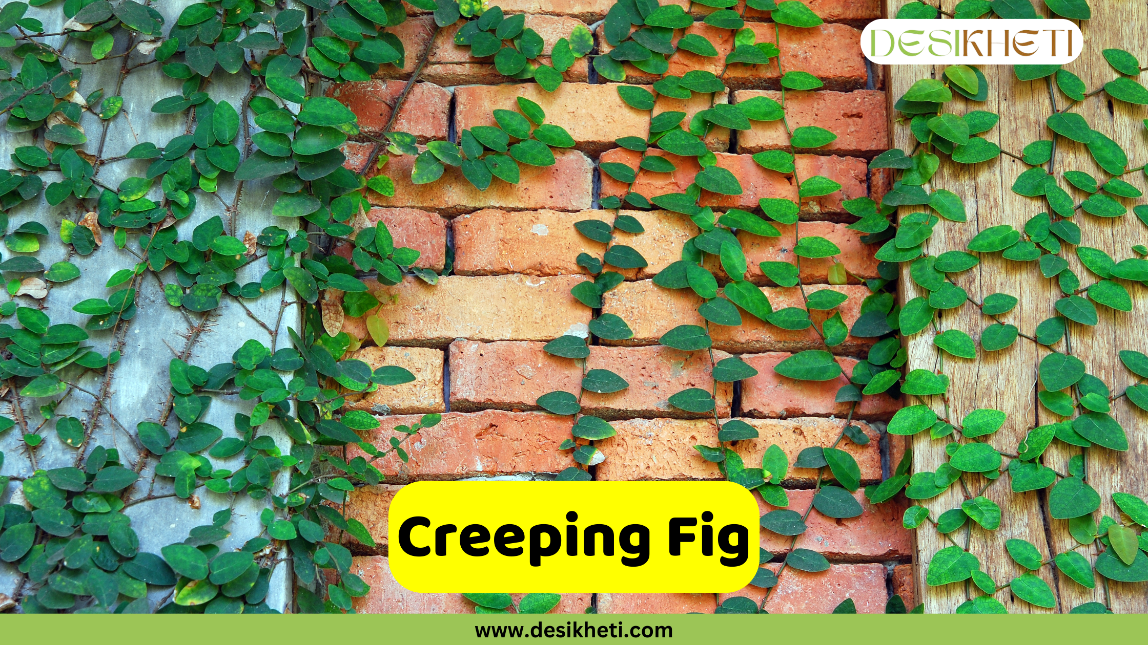 Creeping Fig
A Creeping Fig plant with small, dark green leaves climbing across three different surfaces: a concrete wall on the left, a brick wall in the center, and a wooden surface on the right. The text "Creeping Fig" is displayed in a yellow box at the bottom center. A logo is in the top right corner, and "www.desikheti.com" is at the very bottom.