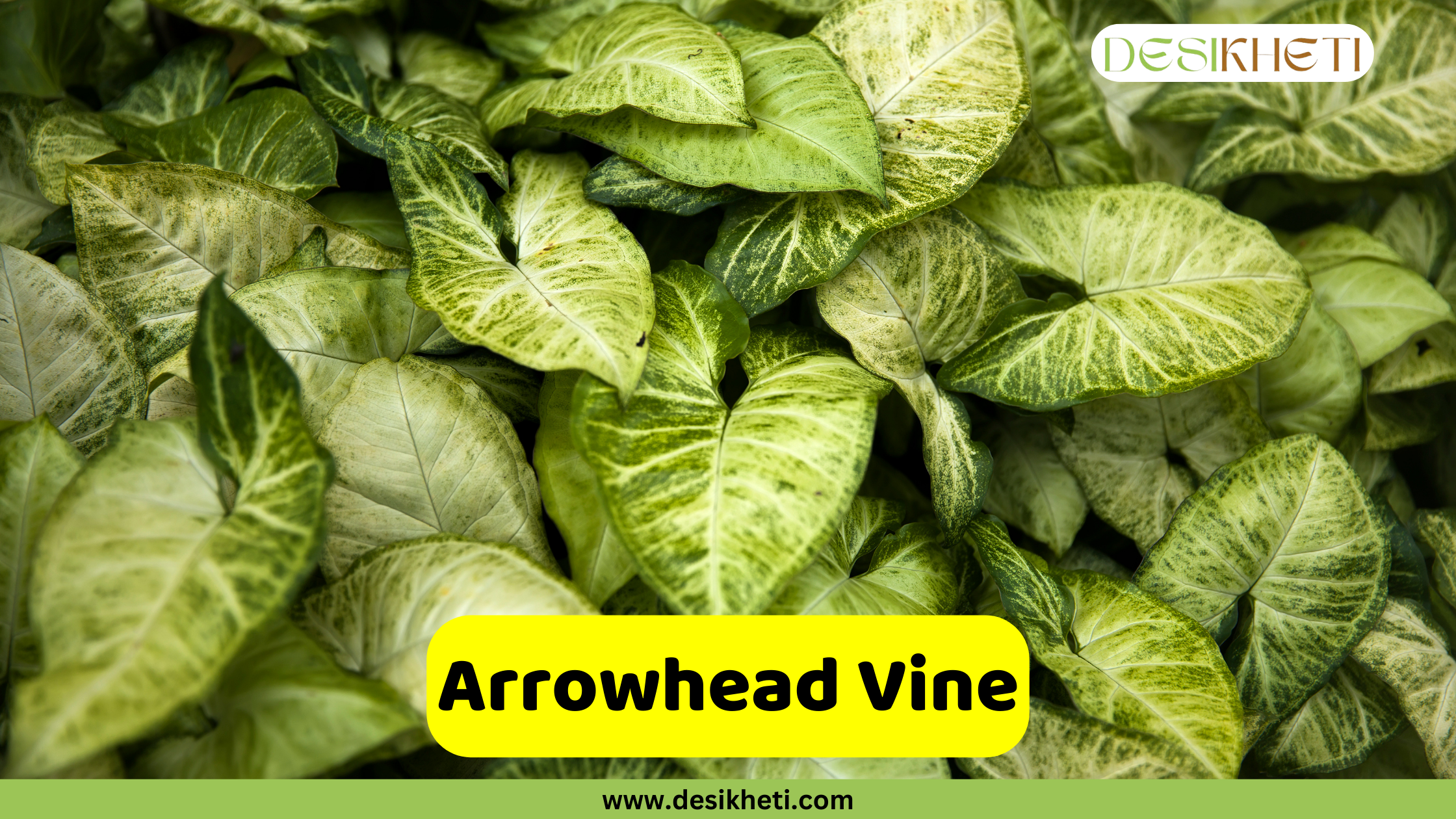 Arrowhead Vine A close-up view of an Arrowhead Vine, showcasing numerous leaves with varying shades of green and white variegation, displaying their characteristic arrowhead shape. The text "Arrowhead Vine" is prominently displayed in a yellow box at the bottom center. A logo is visible in the top right corner, and "www.desikheti.com" is written at the very bottom.