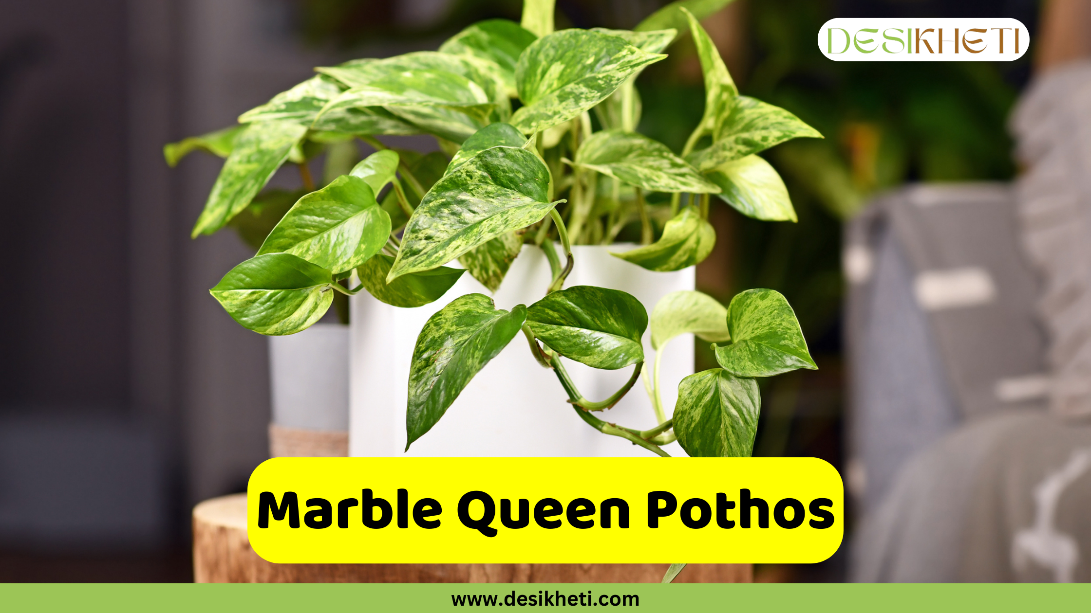 Marble Queen Pothos A Marble Queen Pothos plant in a white pot, displaying heavily variegated green and white leaves. The plant is sitting on a wooden surface against a blurred background. A yellow bar across the bottom center contains the text "Marble Queen Pothos". A logo is visible in the top right corner, and "www.desikheti.com" is at the bottom.