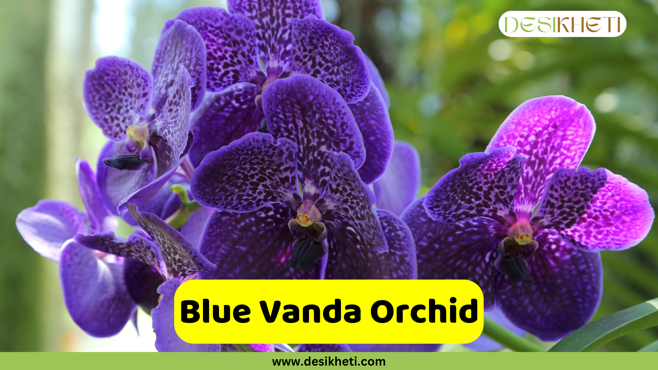 Blue Vanda Orchid A close-up of vibrant Vanda coerulea orchids with deep purple, spotted petals and dark centers. The text "Blue Vanda Orchid" is displayed in a yellow bar at the bottom, above "www.desikheti.com". A "DESIKHETI" logo is in the top right corner.