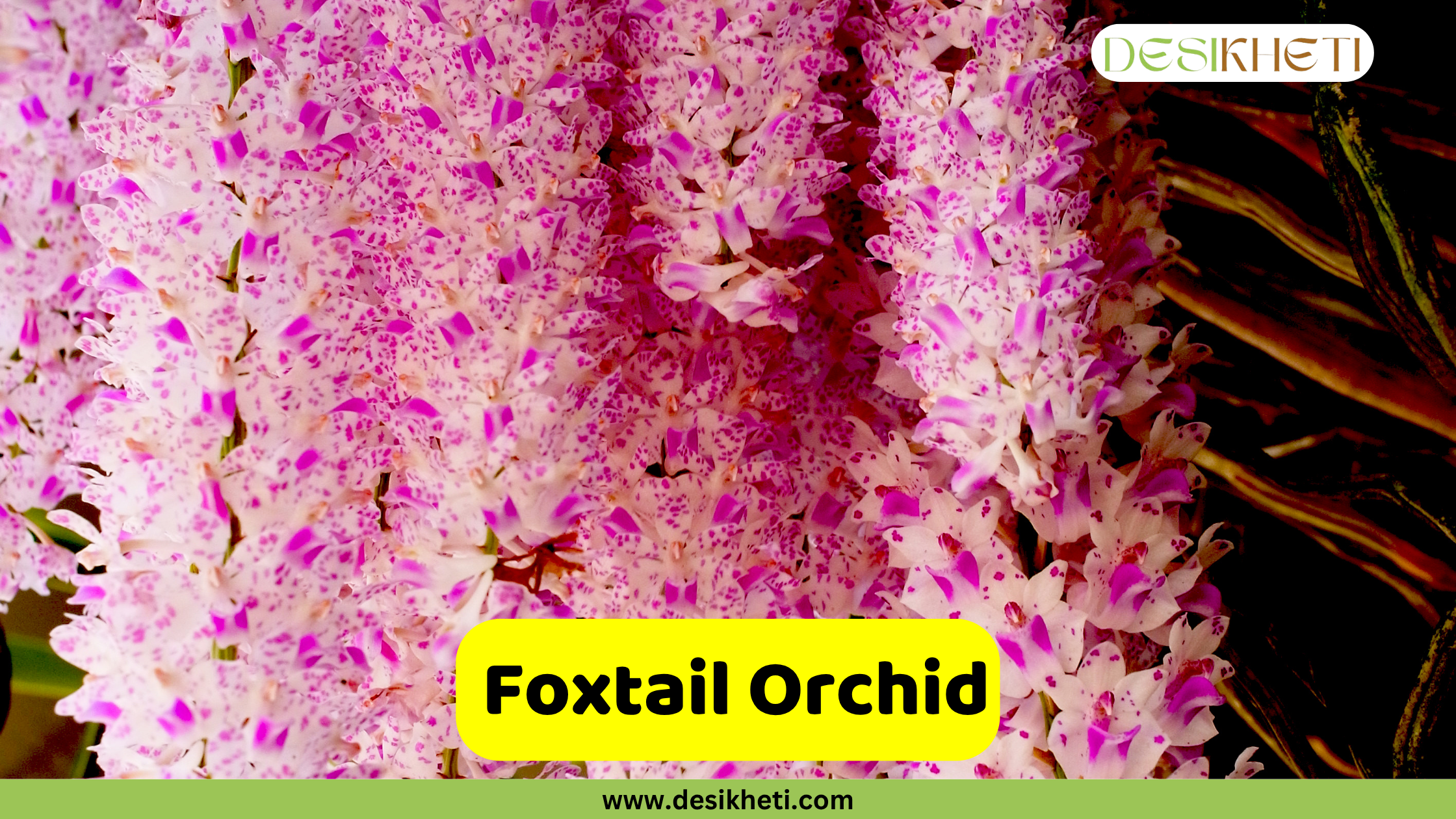Foxtail Orchid A close-up view of numerous small, light pink and white Rhynchostylis retusa orchid blooms hanging in clusters. The text " Foxtail Orchid" is prominently displayed in a yellow box at the bottom, above "www.desikheti.com". The "DESIKHETI" logo is visible in the upper right corner.