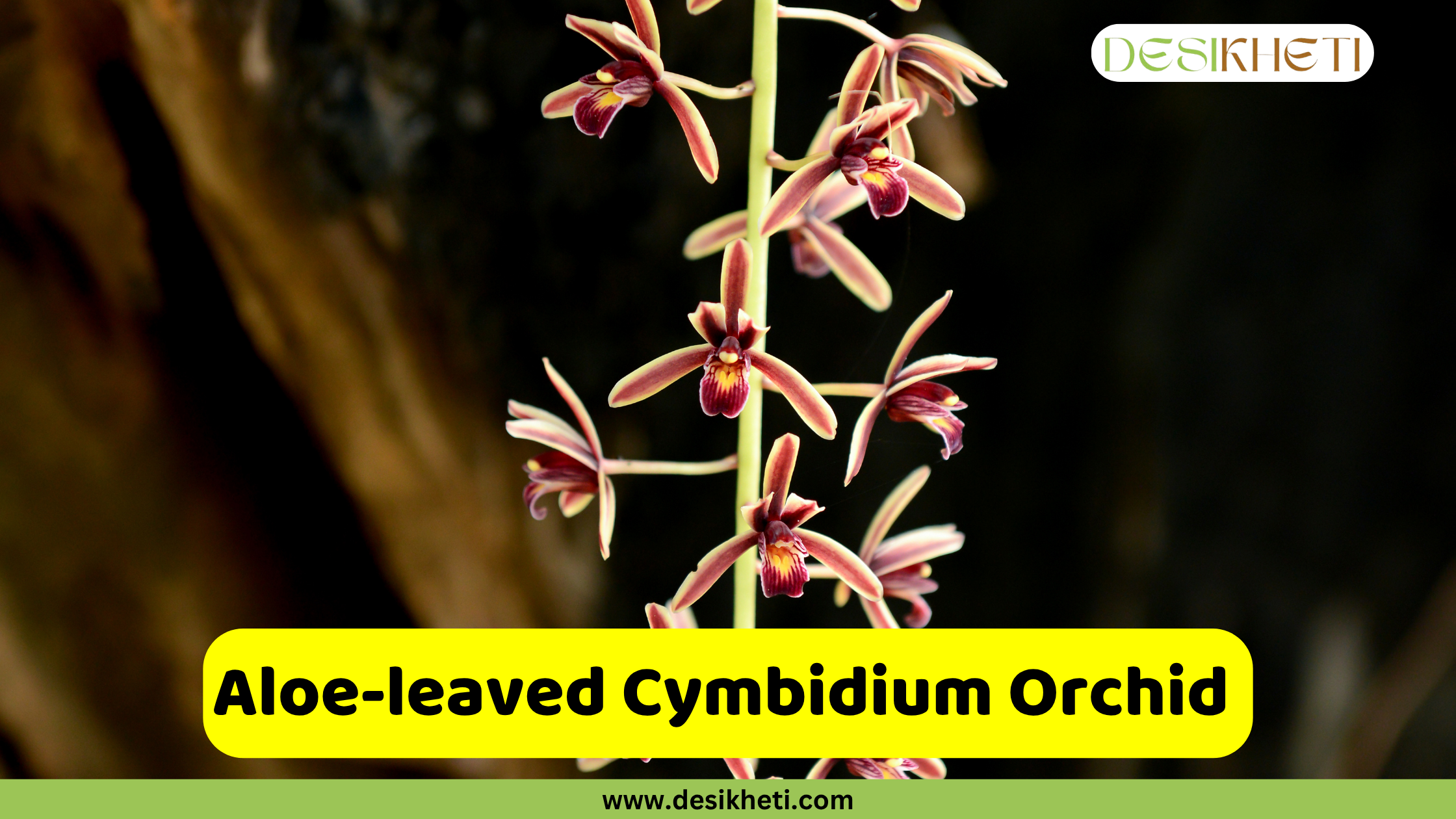 Aloe-leaved Cymbidium Orchid A vertical stem of several Cymbidium aloifolium orchid blossoms with reddish-brown petals and darker centers, set against a blurred, dark background. The text "Aloe-leaved Cymbidium Orchid " is written in a yellow bar at the bottom, above "www.desikheti.com". The "DESIKHETI" logo is in the top right.