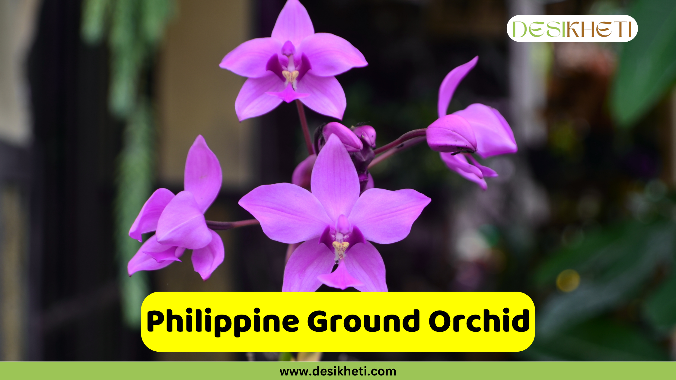 Philippine Ground Orchid A cluster of vibrant purple Spathoglottis plicata orchids with delicate petals and a darker purple center, set against a blurred green background. The text "Philippine Ground Orchid" is displayed in a yellow bar at the bottom, above "www.desikheti.com". The "DESIKHETI" logo is in the top right corner.