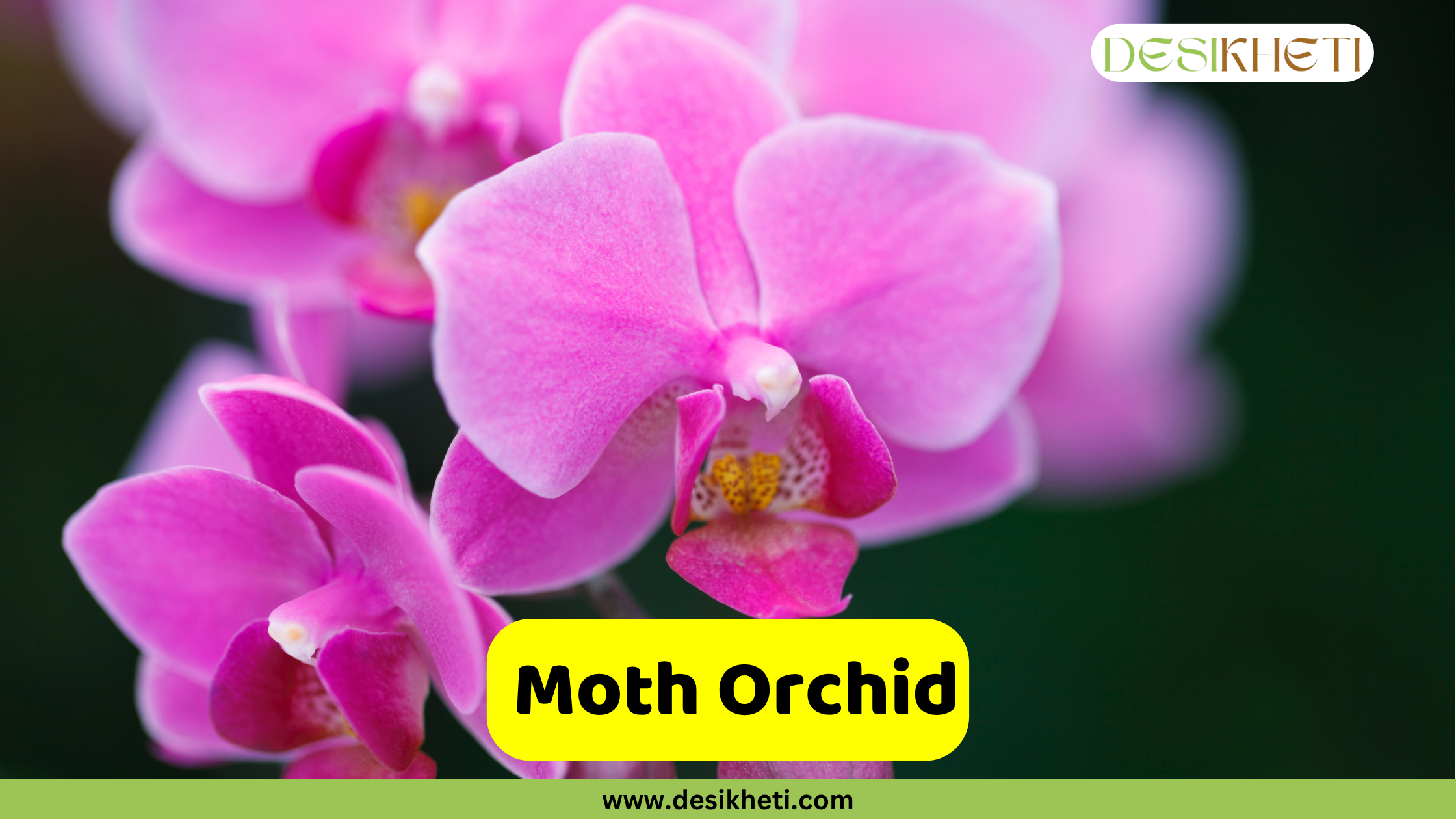 Moth Orchid A close-up of several blooming Phalaenopsis orchids with bright pink petals and a touch of yellow in their centers. The text " Moth Orchid" is shown in a yellow bar at the bottom, above "www.desikheti.com". The "DESIKHETI" logo is in the upper right.