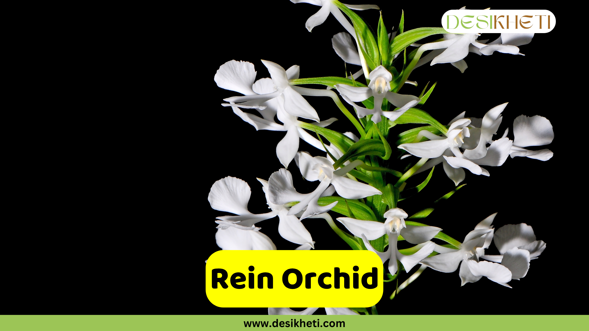 Rein Orchid A cluster of delicate white Habenaria orchids with thin petals and green stems, set against a stark black background. The text "Rein Orchid" is displayed in a yellow bar at the bottom, above "www.desikheti.com". The "DESIKHETI" logo is in the top right.
