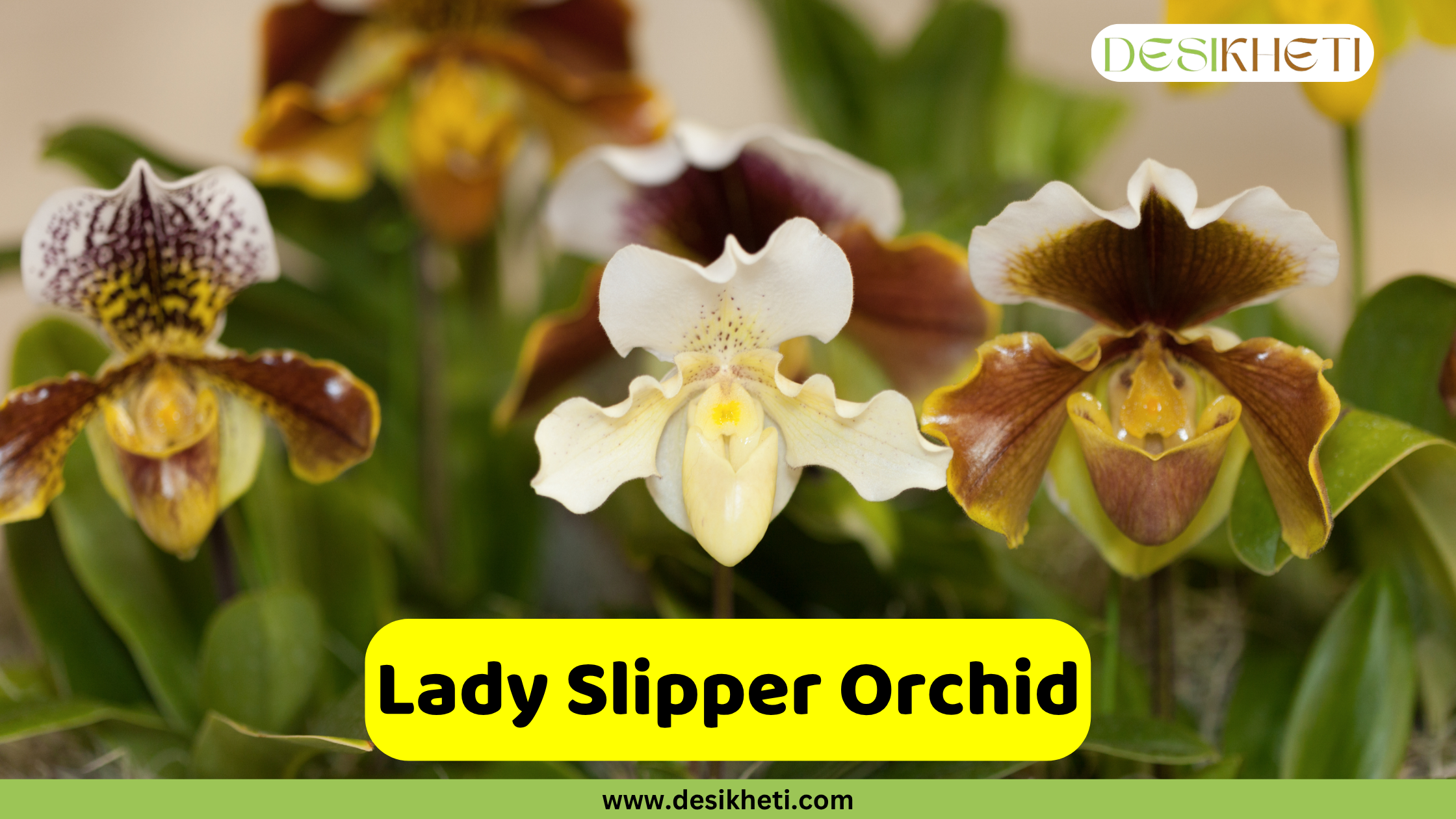 Lady Slipper Orchid A close-up of several Paphiopedilum orchids, also known as slipper orchids, in various shades of brown, white, and yellow, with distinctive pouch-like lips and spotted or striped dorsal sepals, set amidst green foliage. The text "Lady Slipper Orchid" is displayed in a yellow bar at the bottom, above "www.desikheti.com". The "DESIKHETI" logo is in the top right corner.