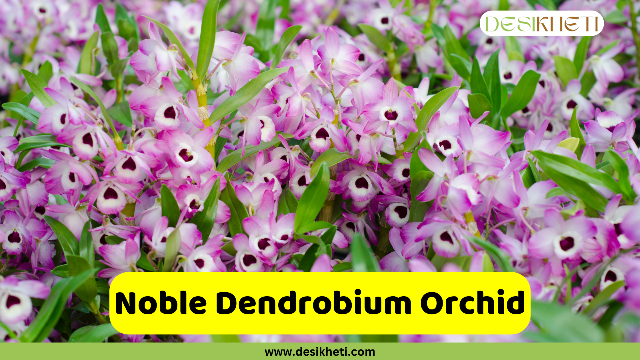 Noble Dendrobium Orchid A vibrant bed of Dendrobium nobile orchids with delicate pink and white petals and deep purple centers, interspersed with green foliage, filling the frame. The text "Noble Dendrobium Orchid" is prominently displayed in a yellow bar at the bottom, above "www.desikheti.com". The "DESIKHETI" logo is in the top right corner.