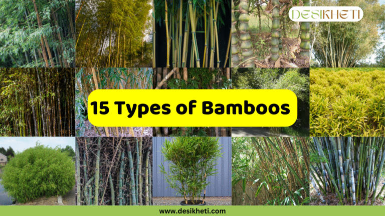 A collage showcasing 15 different types of bamboo plants. The central yellow banner reads "15 Types of Bamboo". Below the banner, the website address "www.desikheti.com" is displayed. The various images depict bamboo in different growth stages and environments, highlighting their diverse appearances.