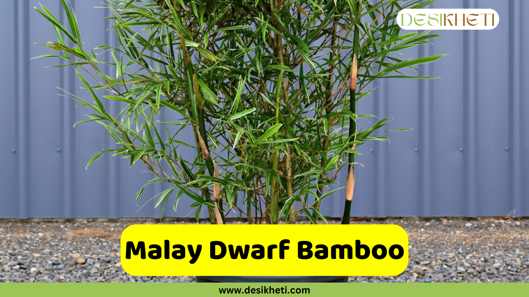 
A Malay Dwarf Bamboo plant in a pot, featuring slender culms and delicate green leaves, positioned against a grey wall. The ground around the pot is covered with small gravel. A bright yellow box with rounded corners in the foreground contains the text "Malay Dwarf Bamboo". The "DESIKHETI" logo is in the top right corner, and "www.desikheti.com" is displayed at the bottom.