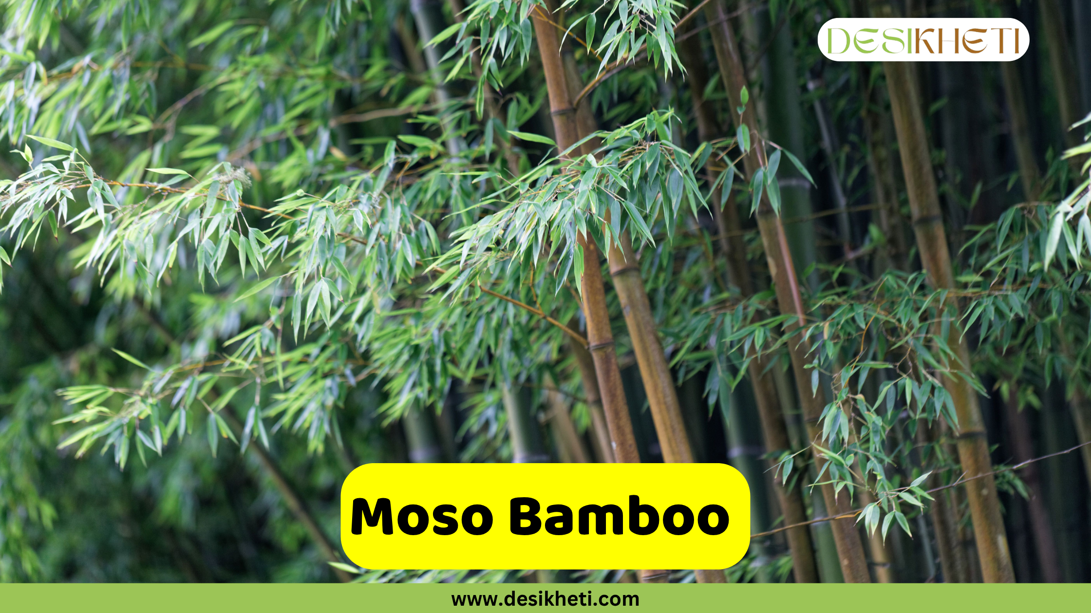 
A vibrant stand of Moso Bamboo, showing its tall, sturdy culms with a mix of green and brownish tones. Lush green foliage with slender leaves fills the foreground and midground, while the culms extend vertically into the background. A prominent yellow box in the lower middle of the image displays the text "Moso Bamboo". In the top right corner, the "DESIKHETI" logo is visible, and "www.desikheti.com" is at the bottom.