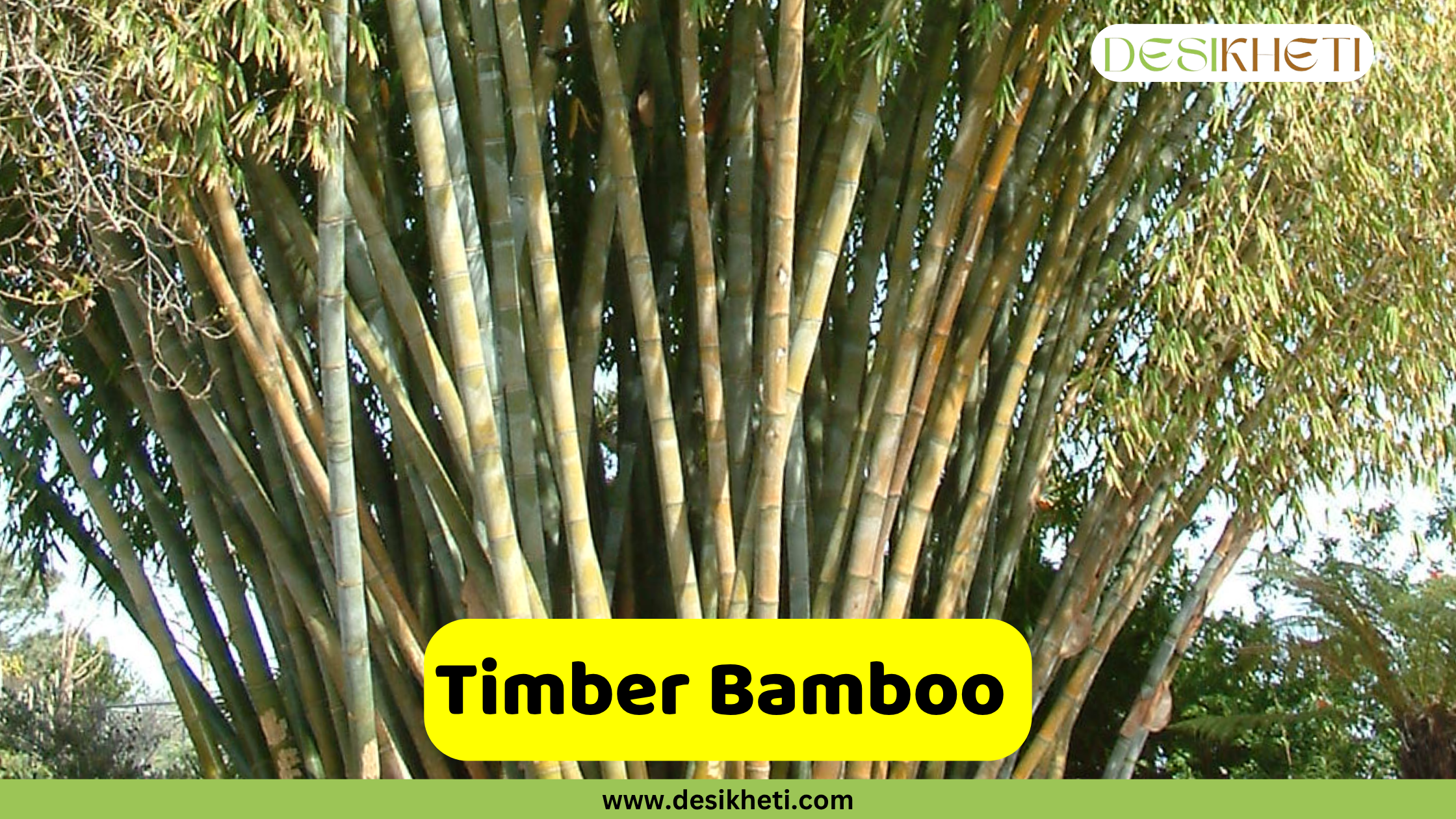 
A dense clump of mature Timber Bamboo culms, showing their sturdy and tall growth. The culms are various shades of green and yellow-brown, with foliage visible at the top. A bright yellow box with rounded corners in the foreground reads "Timber Bamboo". In the upper right corner, the "DESIKHETI" logo is visible, and the bottom of the image displays "www.desikheti.com".