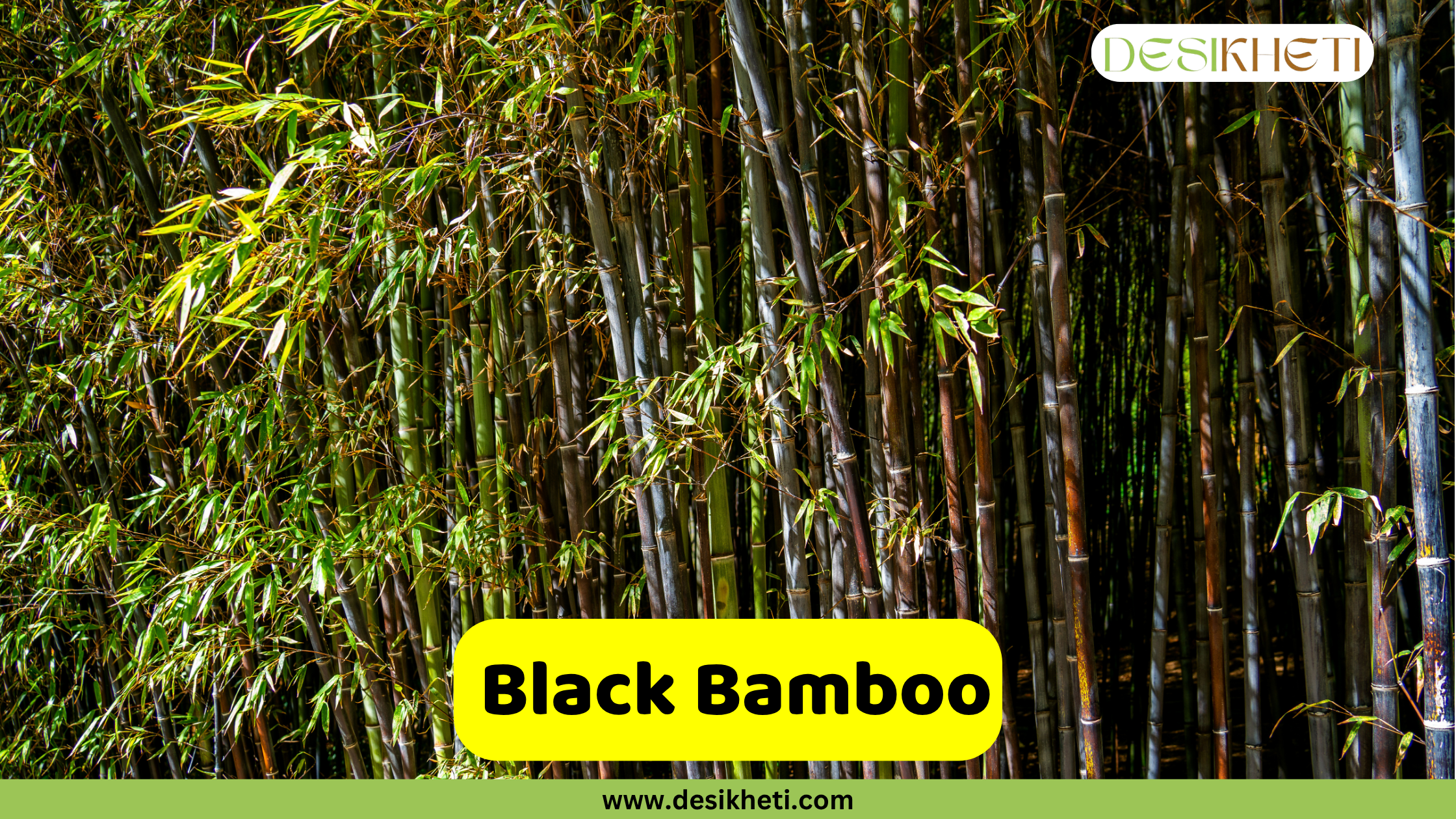 
A striking grove of Black Bamboo, with its dark, almost black culms contrasting against the vibrant green leaves. The bamboo shoots stand tall and dense, creating a wall of foliage and stalks. A yellow banner with rounded corners displays the text "Black Bamboo" in the foreground. The "DESIKHETI" logo is visible in the top right, and "www.desikheti.com" is at the bottom of the image.