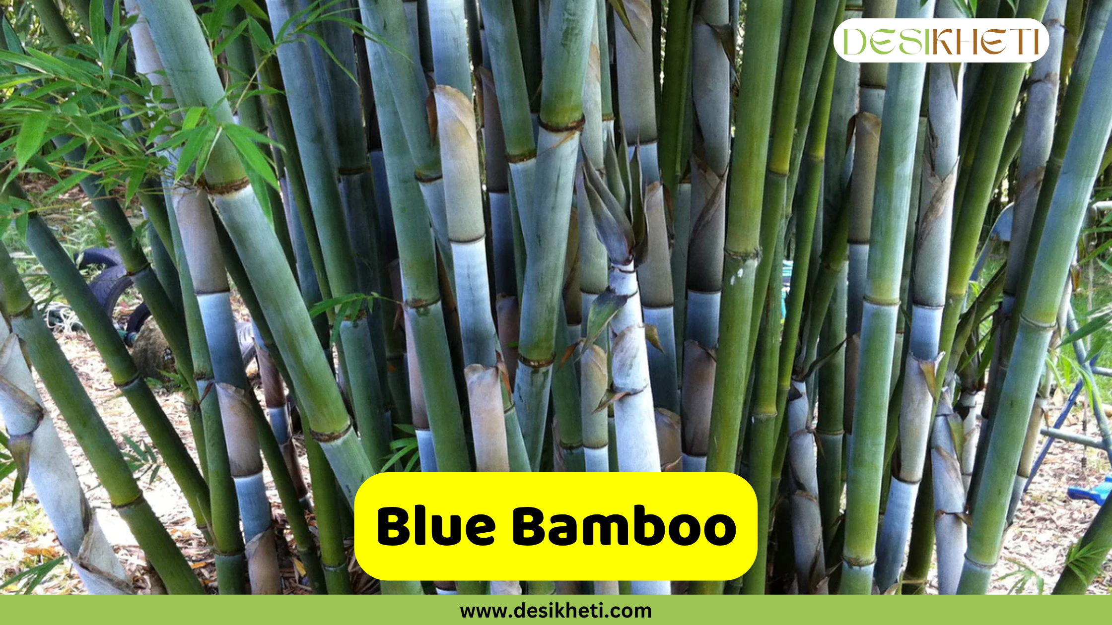 
A striking close-up of Blue Bamboo, featuring numerous culms with a distinctive bluish-white powdery coating over green. The bamboo stalks are dense and stand vertically. A prominent yellow box in the lower middle of the image displays the text "Blue Bamboo". The "DESIKHETI" logo is in the top right corner, and "www.desikheti.com" is at the bottom.