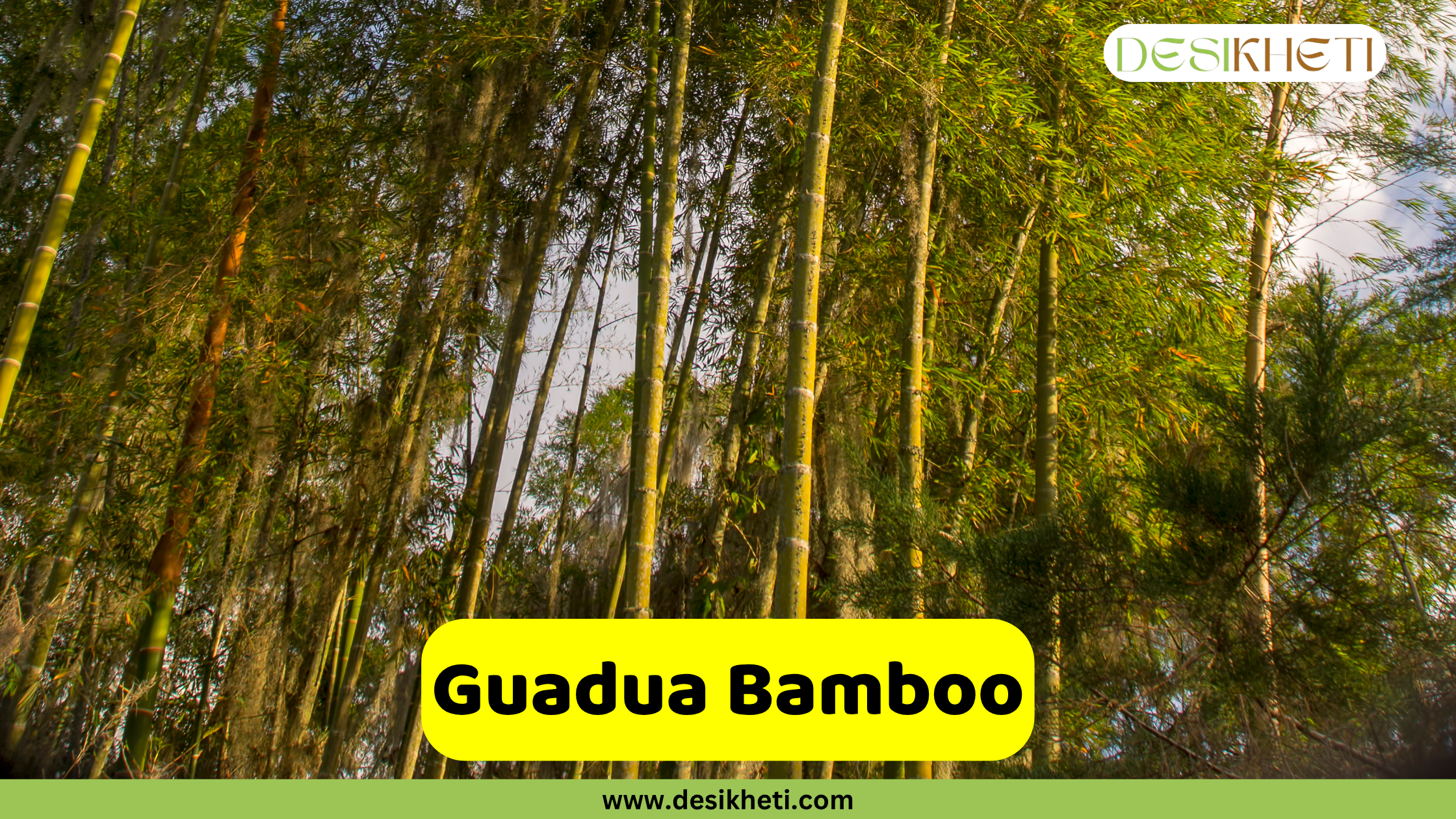
A dense grove of Guadua Bamboo with tall, slender culms reaching towards the sky, their leaves creating a lush green canopy. The sun filters through the bamboo, creating a natural lighting effect. A yellow box in the foreground features the text "Guadua Bamboo". The top right corner includes a logo with "DESIKHETI", and at the bottom, "www.desikheti.com" is displayed.