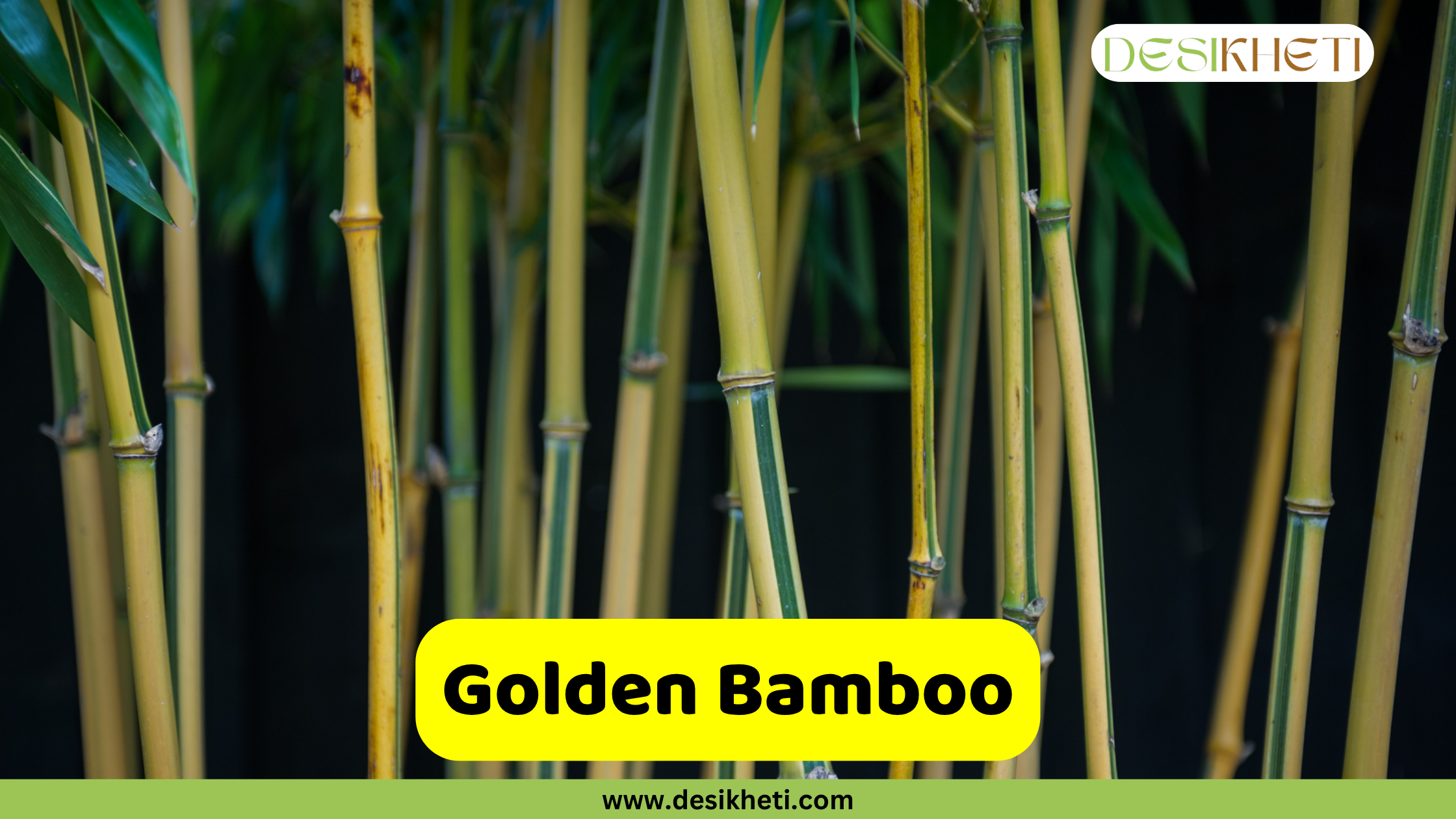 
Close-up of Golden Bamboo culms, showcasing their characteristic bright yellow color with hints of green stripes. The bamboo stalks stand vertically against a dark background, emphasizing their vibrant hue. A prominent yellow box in the lower part of the image contains the text "Golden Bamboo". In the top right corner, the "DESIKHETI" logo is visible, and at the bottom, "www.desikheti.com" is displayed.