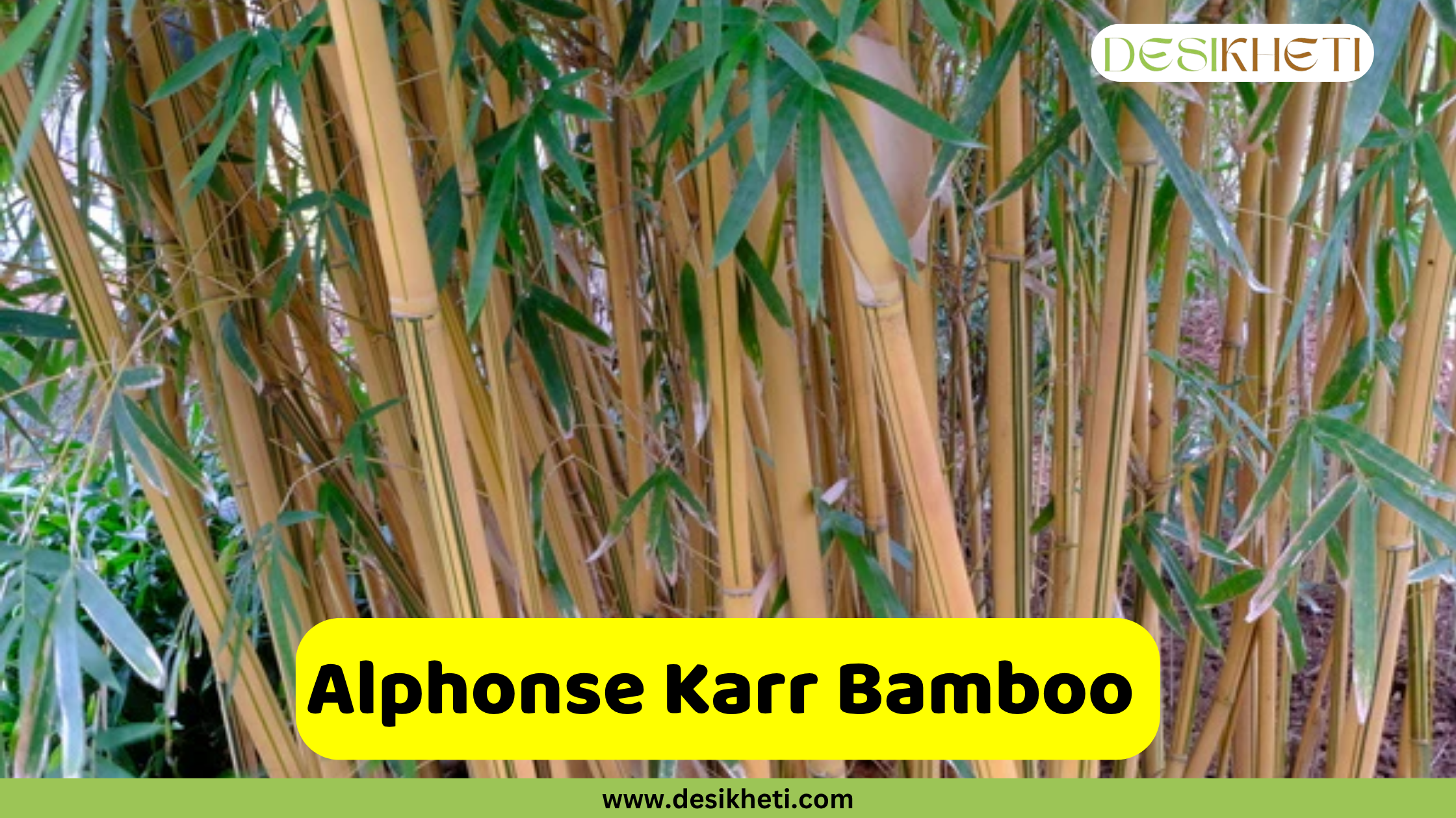 
A cluster of Alphonse Karr Bamboo culms, showcasing their distinctive yellow color with random green stripes. The culms are slender and upright, with green foliage interspersed among them. A bright yellow box in the lower middle of the image prominently displays the text "Alphonse Karr Bamboo". The "DESIKHETI" logo is in the top right corner, and "www.desikheti.com" is at the bottom.