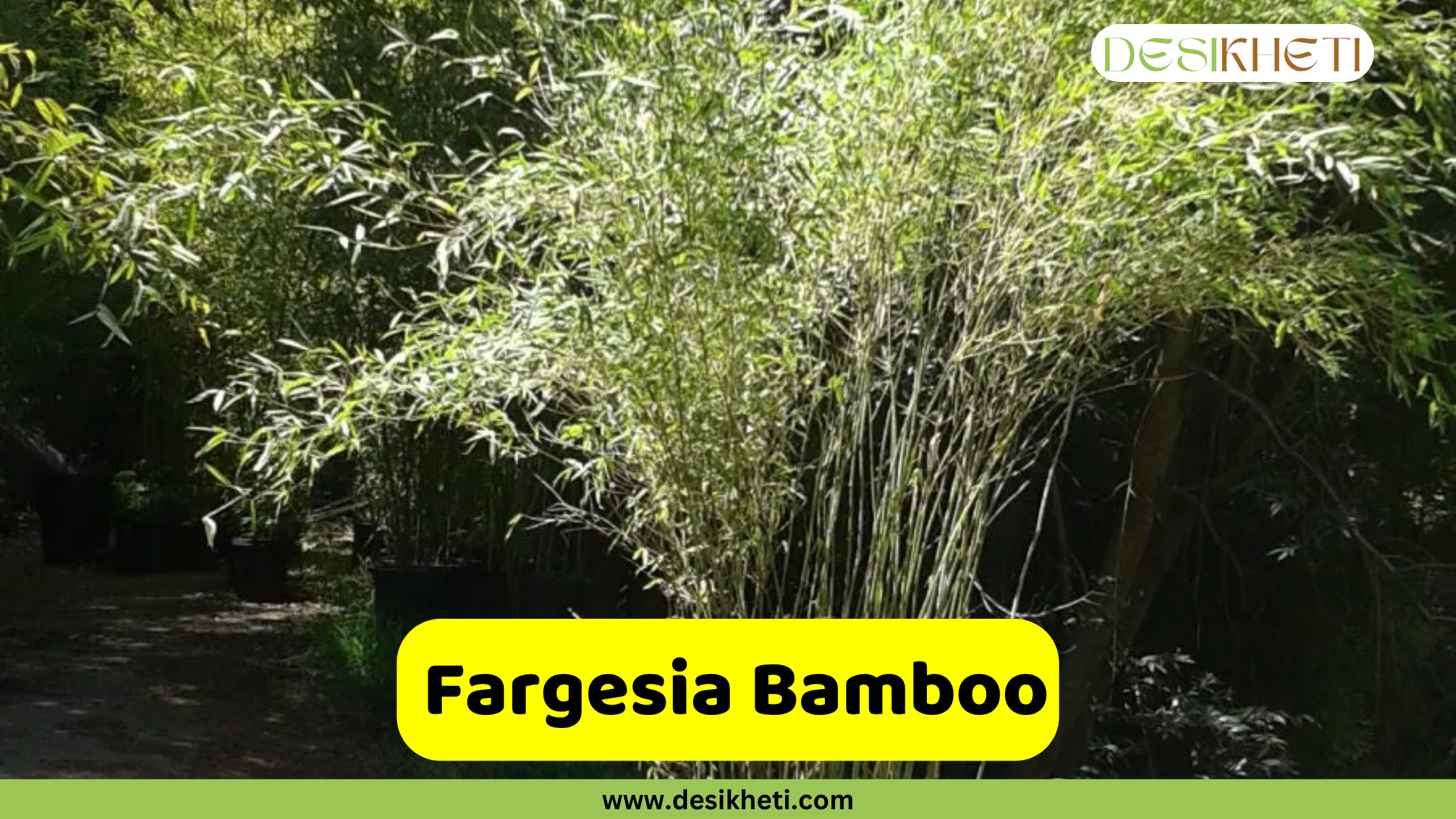 
A lush clump of Fargesia Bamboo, characterized by its dense, upright growth and delicate green foliage. The bamboo appears well-established, with multiple slender culms forming a full bush. In the foreground, a bright yellow banner with rounded corners displays the text "Fargesia Bamboo". The "DESIKHETI" logo is in the top right corner, and "www.desikheti.com" is at the bottom of the image.
