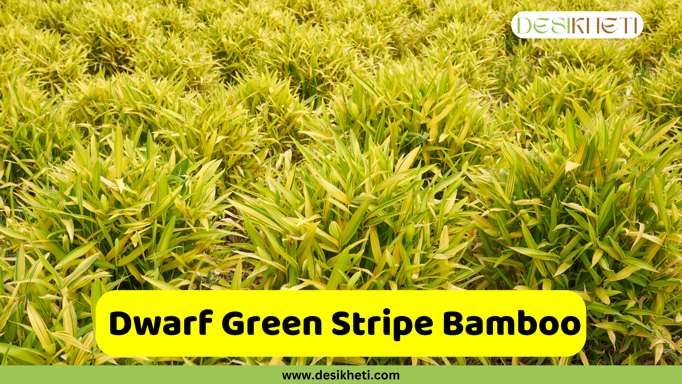 
A vibrant field of Dwarf Green Stripe Bamboo, showing numerous small, bushy plants with variegated green and yellow-striped leaves. The bamboo forms a dense ground cover, extending into the background. A prominent yellow box in the lower middle of the image features the text "Dwarf Green Stripe Bamboo". In the top right corner, the "DESIKHETI" logo is visible, and "www.desikheti.com" is displayed at the bottom.







