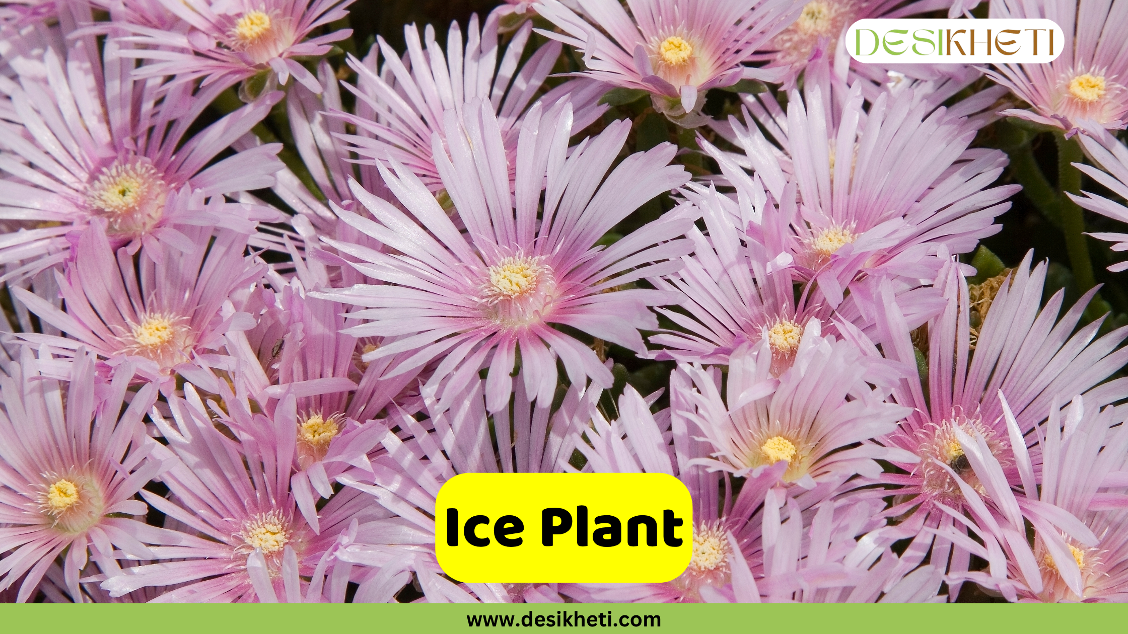 
Close-up of numerous delicate pink ice plant flowers with slender petals and yellow centers, blooming abundantly. The text "Ice Plant" is prominently displayed in a yellow box, and "DESIKHETI" and "www.desikheti.com" are also visible.