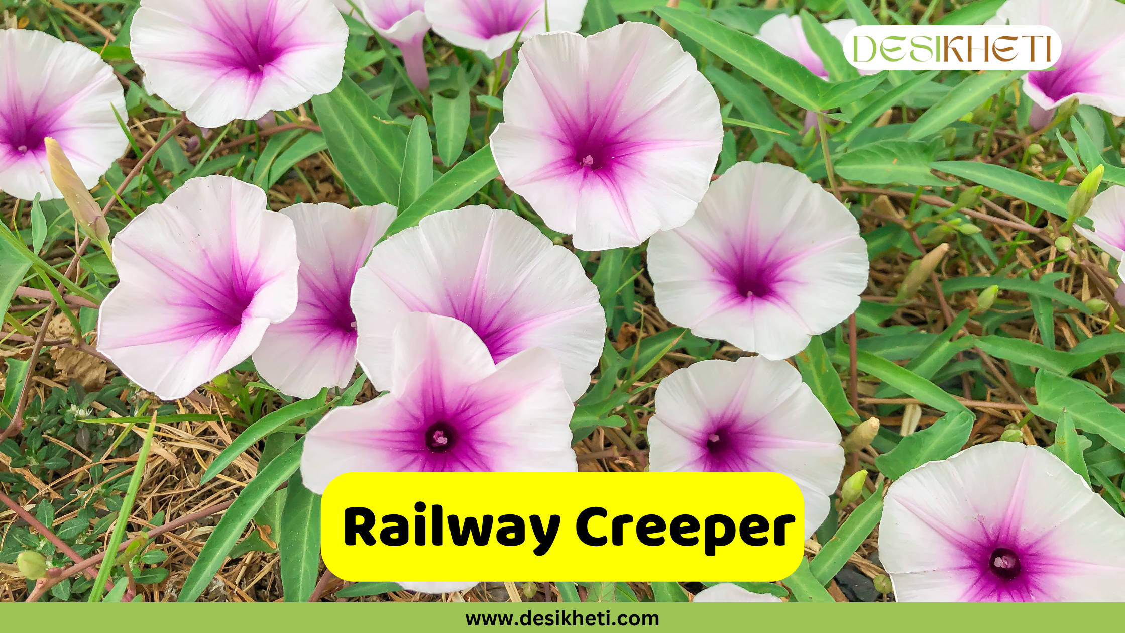 
A vibrant display of white and purple railway creeper flowers with dark purple centers, blooming amidst green foliage and dry grass. The text "Railway Creeper" is displayed in a yellow box at the bottom, and the "DESIKHETI" logo and "www.desikheti.com" are also visible.