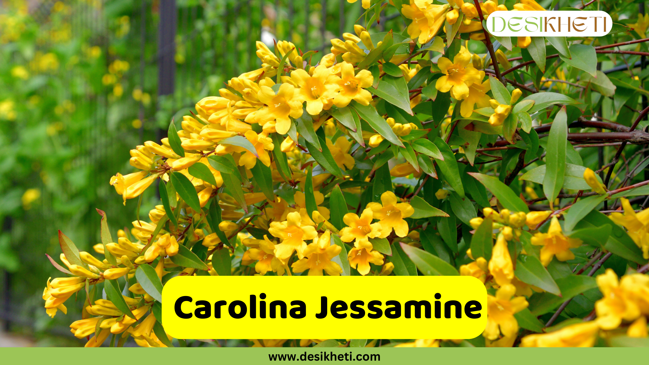 
A close-up of bright yellow Carolina Jessamine flowers blooming profusely among green leaves, climbing along a dark fence or trellis. A yellow banner with the text "Carolina Jessamine" is prominently displayed. The top right corner features the "DESIKHETI" logo, and the bottom center includes the website address "www.desikheti.com".