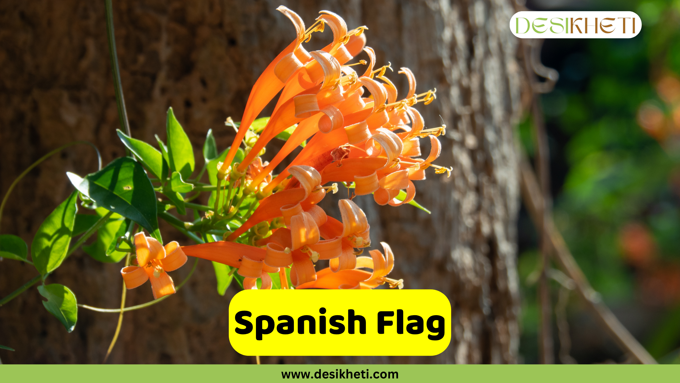 
A vibrant cluster of orange Spanish flag flowers, tubular in shape, with green leaves on a vine and a blurry background of tree trunks. The text "Spanish Flag" is displayed in a yellow box, and the "DESIKHETI" logo and "www.desikheti.com" are also visible.