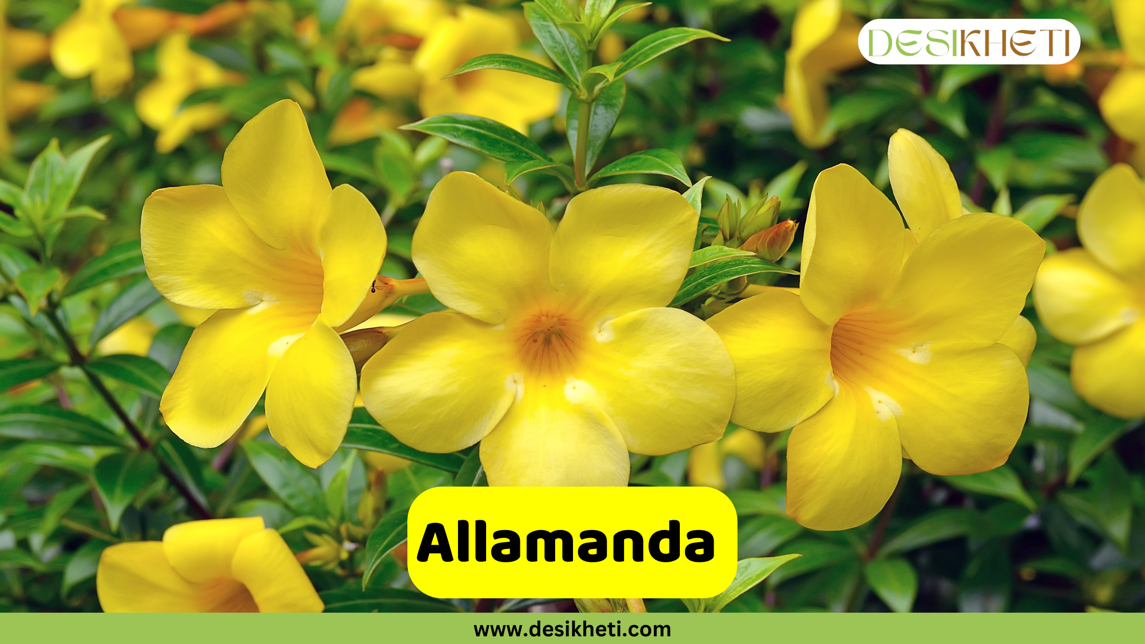 
A close-up of several vibrant yellow Allamanda flowers with orange centers, set against a backdrop of lush green leaves. A yellow banner with the text "Allamanda" is prominently displayed. The top right corner includes the "DESIKHETI" logo, and the bottom center features the website address "www.desikheti.com".