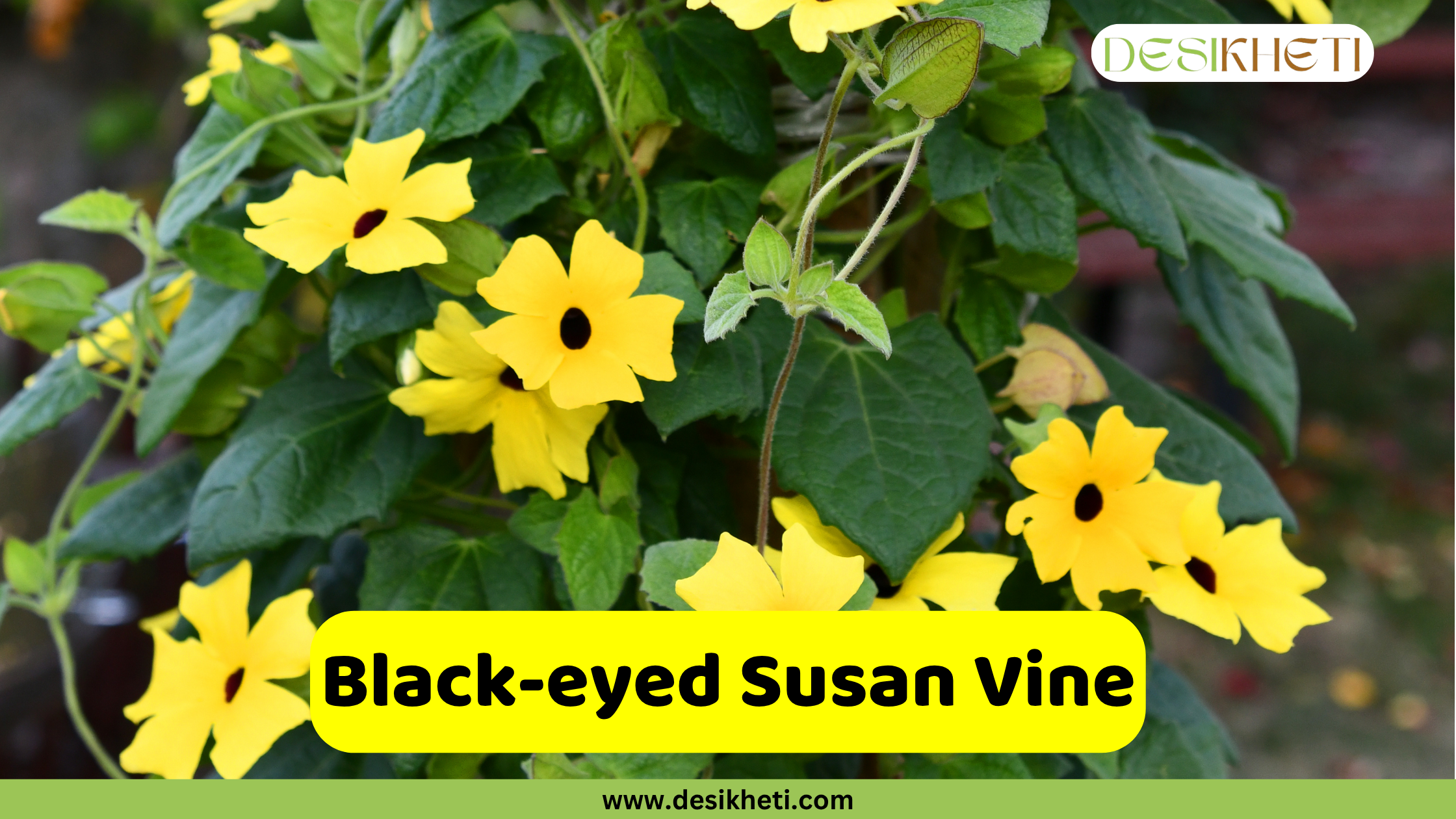 
A cluster of vibrant yellow black-eyed Susan vine flowers with distinct dark centers, surrounded by lush green foliage. The text "Black-eyed Susan Vine" is displayed in a yellow box at the bottom, and the "DESIKHETI" logo and "www.desikheti.com" are also visible.