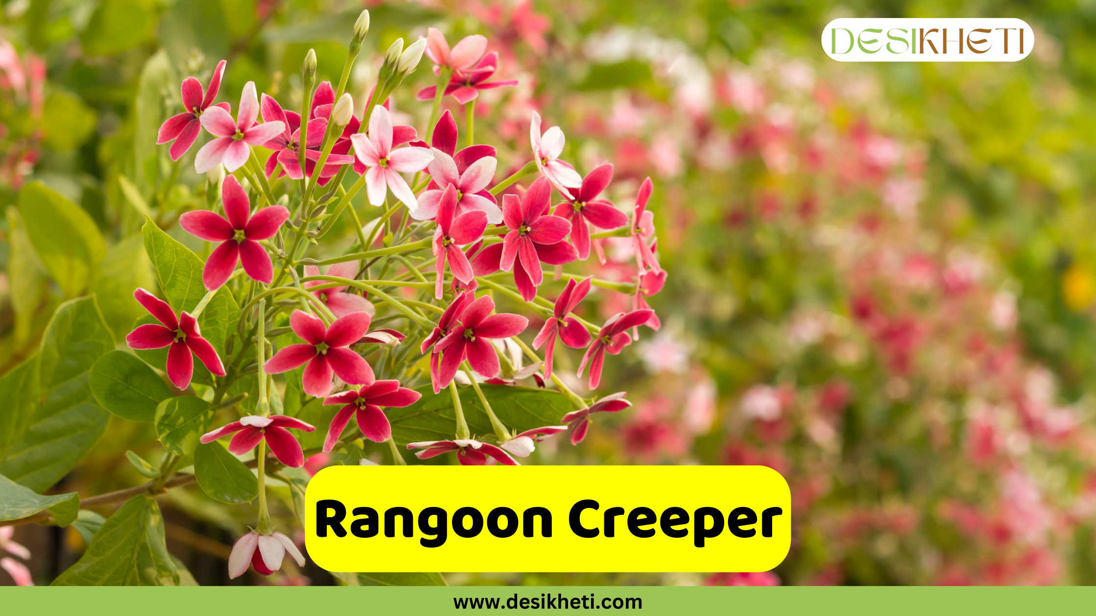 
A close-up of clusters of white, pink, and deep red Rangoon Creeper flowers, showcasing their changing colors as they mature, with green foliage in the background. A yellow banner with the text "Rangoon Creeper" is prominently displayed. The top right corner includes the "DESIKHETI" logo, and the bottom center features the website address "www.desikheti.com".