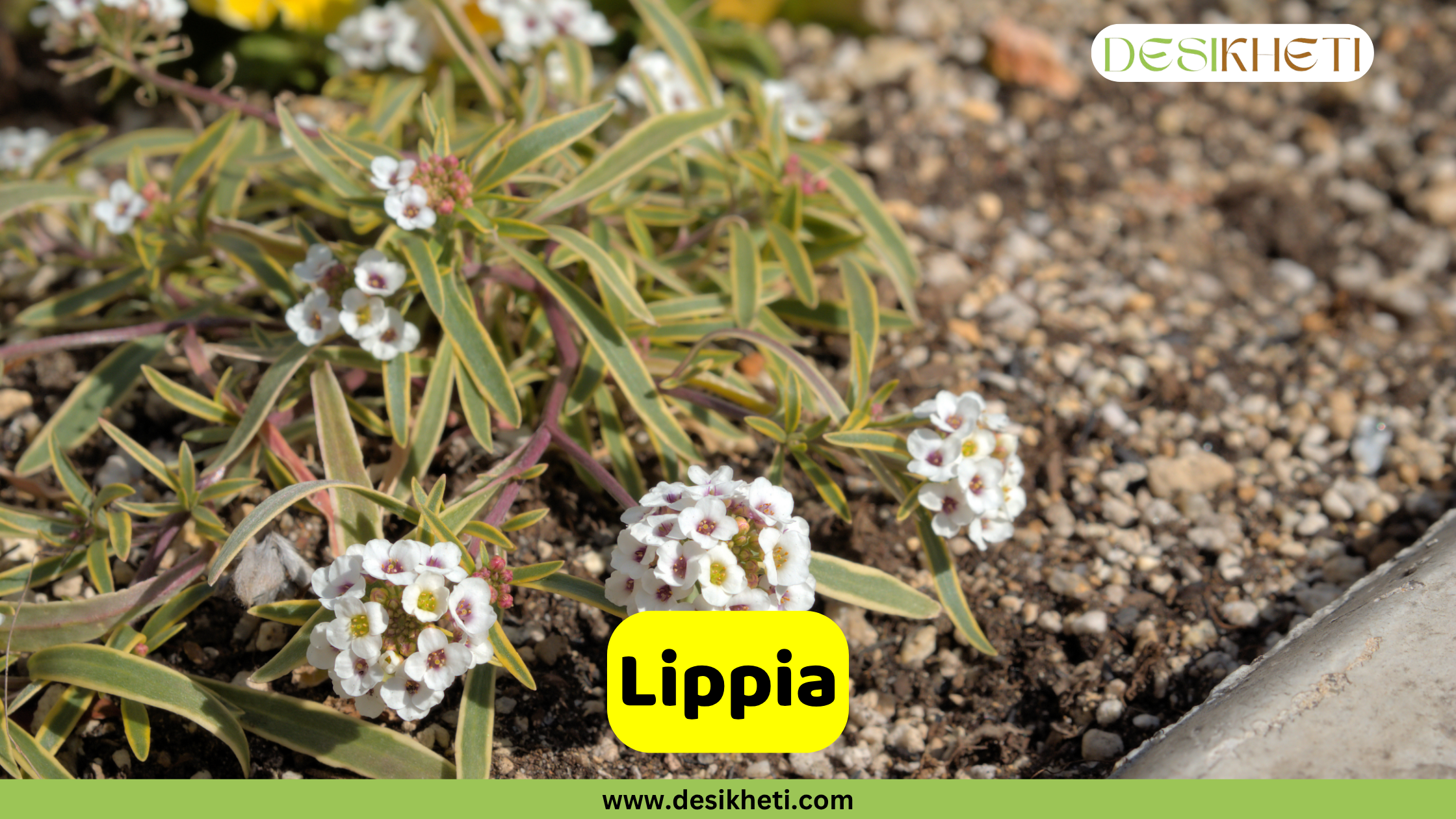 
White lippia flowers with yellow centers blooming in small clusters, with green and reddish foliage spreading over a light brown, gravelly ground. The text "Lippia" is displayed in a yellow box at the bottom, and the "DESIKHETI" logo and "www.desikheti.com" are also visible.