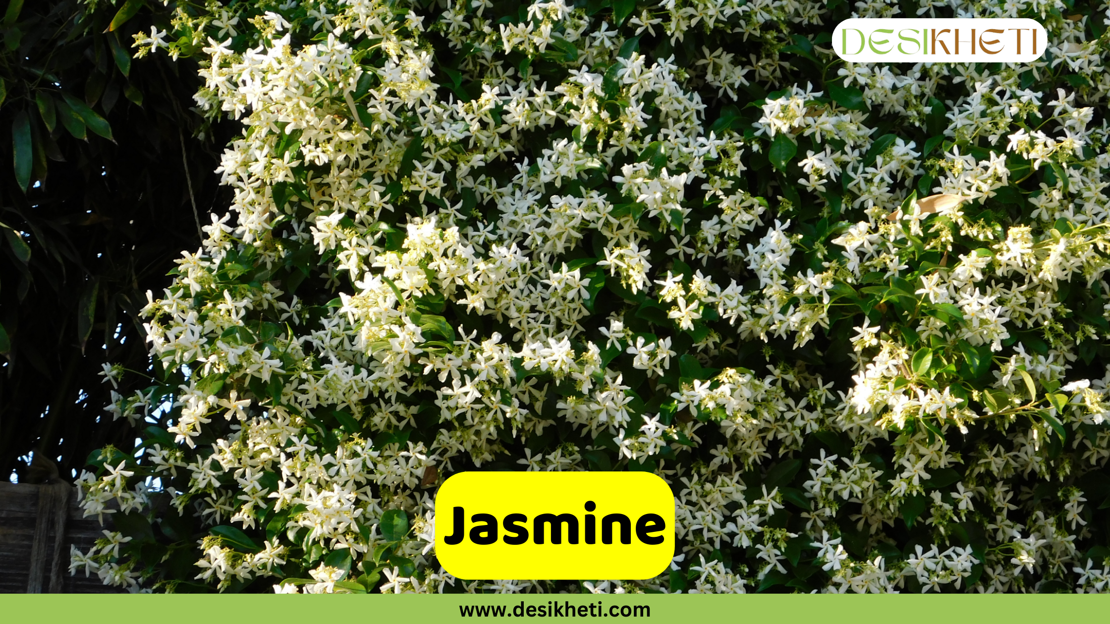 
A dense coverage of small, white, star-shaped Jasmine flowers in full bloom, intertwined with dark green leaves, forming a fragrant bush or vine. A bright yellow banner with the text "Jasmine" is centrally placed. The top right corner features the "DESIKHETI" logo, and the bottom center includes the website address "www.desikheti.com".







