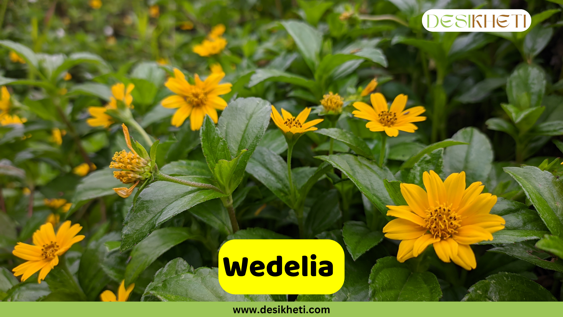 
A cluster of bright yellow Wedelia flowers with multiple petals and green foliage, some in full bloom and others in bud. The text "Wedelia" is displayed in a yellow box, and the "DESIKHETI" logo and "www.desikheti.com" are also visible.