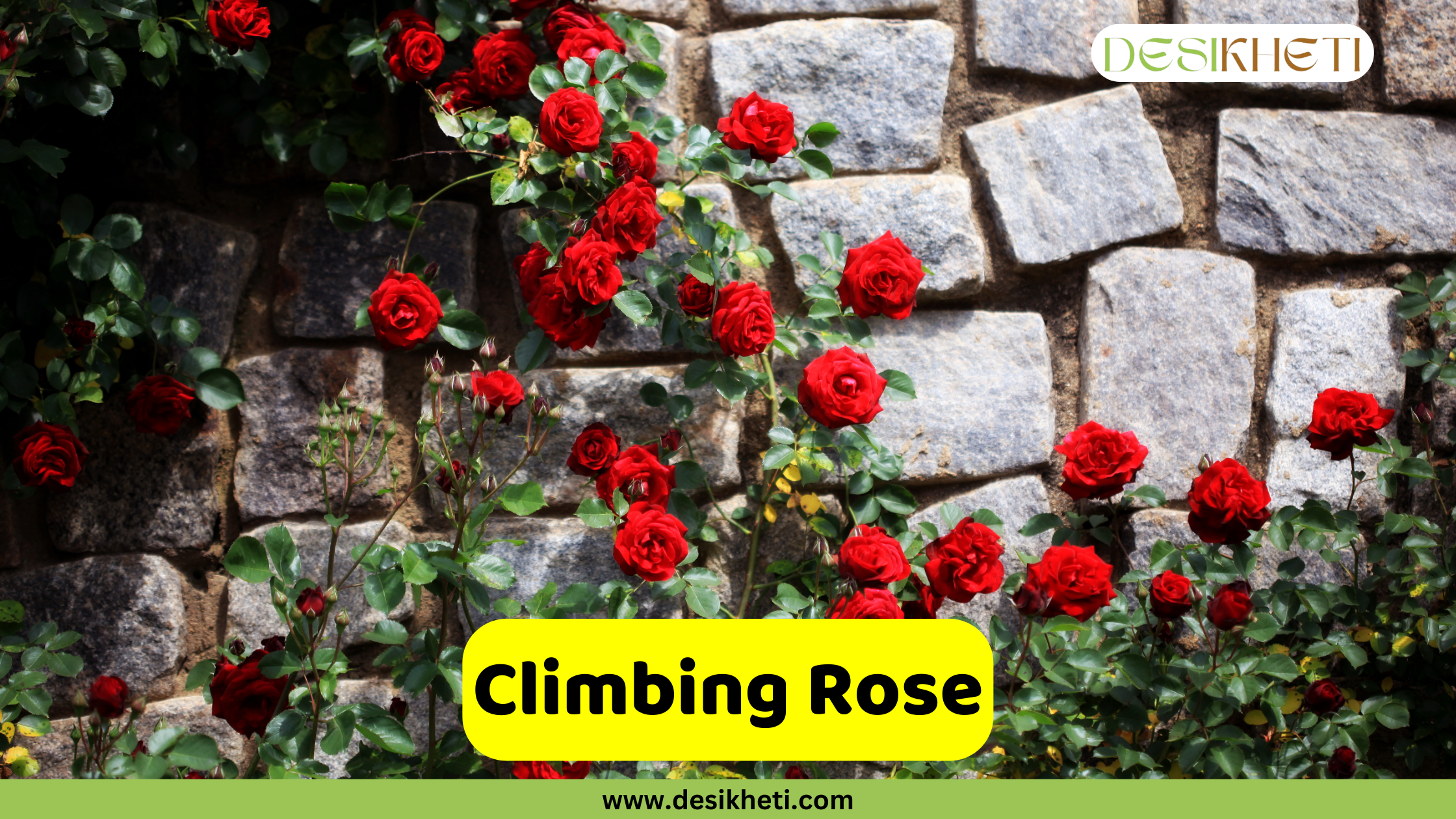 
A vibrant Climbing Rose vine with numerous red blooms and green leaves, growing against a textured stone wall. A bright yellow banner with the text "Climbing Rose" is prominently displayed in the lower part of the image. The top right corner includes the "DESIKHETI" logo, and the bottom center features the website address "www.desikheti.com".