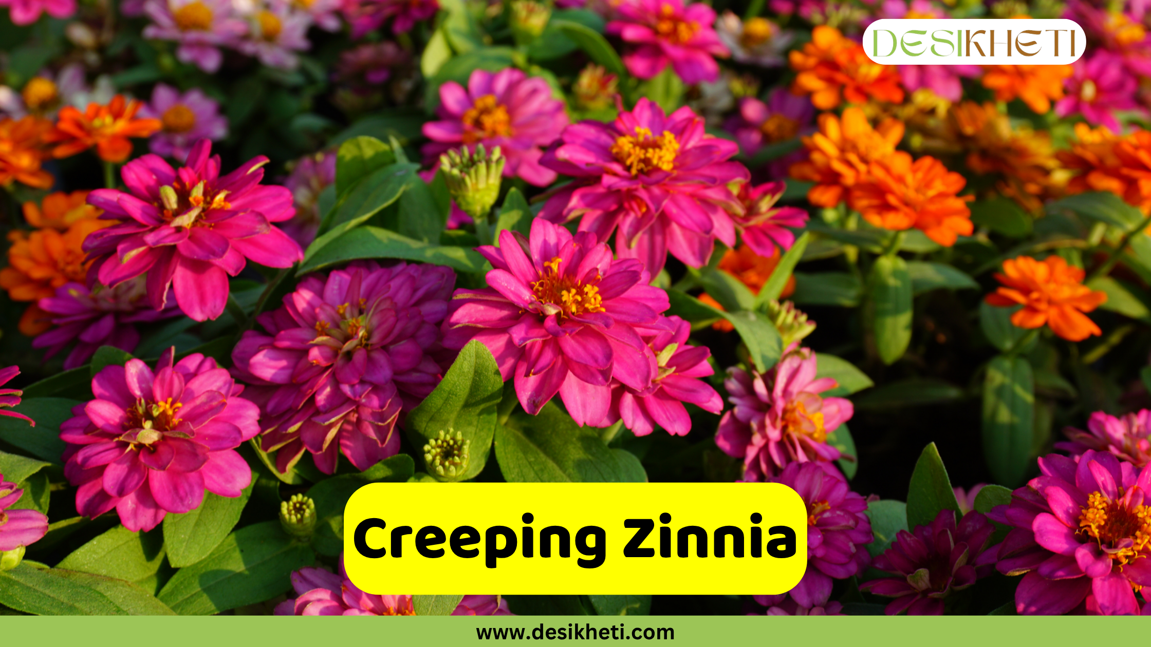 
A vibrant garden scene filled with numerous blooming creeping zinnia flowers in shades of bright pink and orange, with green leaves interspersed. The text "Creeping Zinnia" is displayed in a yellow box at the bottom, and the "DESIKHETI" logo and "www.desikheti.com" are also visible.