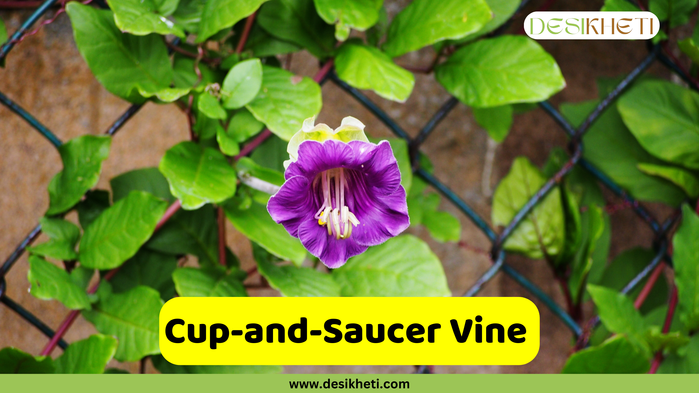 
A close-up of a unique purple Cup-and-Saucer Vine flower with a prominent white center, climbing on a wire fence and surrounded by green leaves. A yellow banner with the text "Cup-and-Saucer Vine" is displayed prominently. The top right corner includes the "DESIKHETI" logo, and the bottom center features the website address "www.desikheti.com".