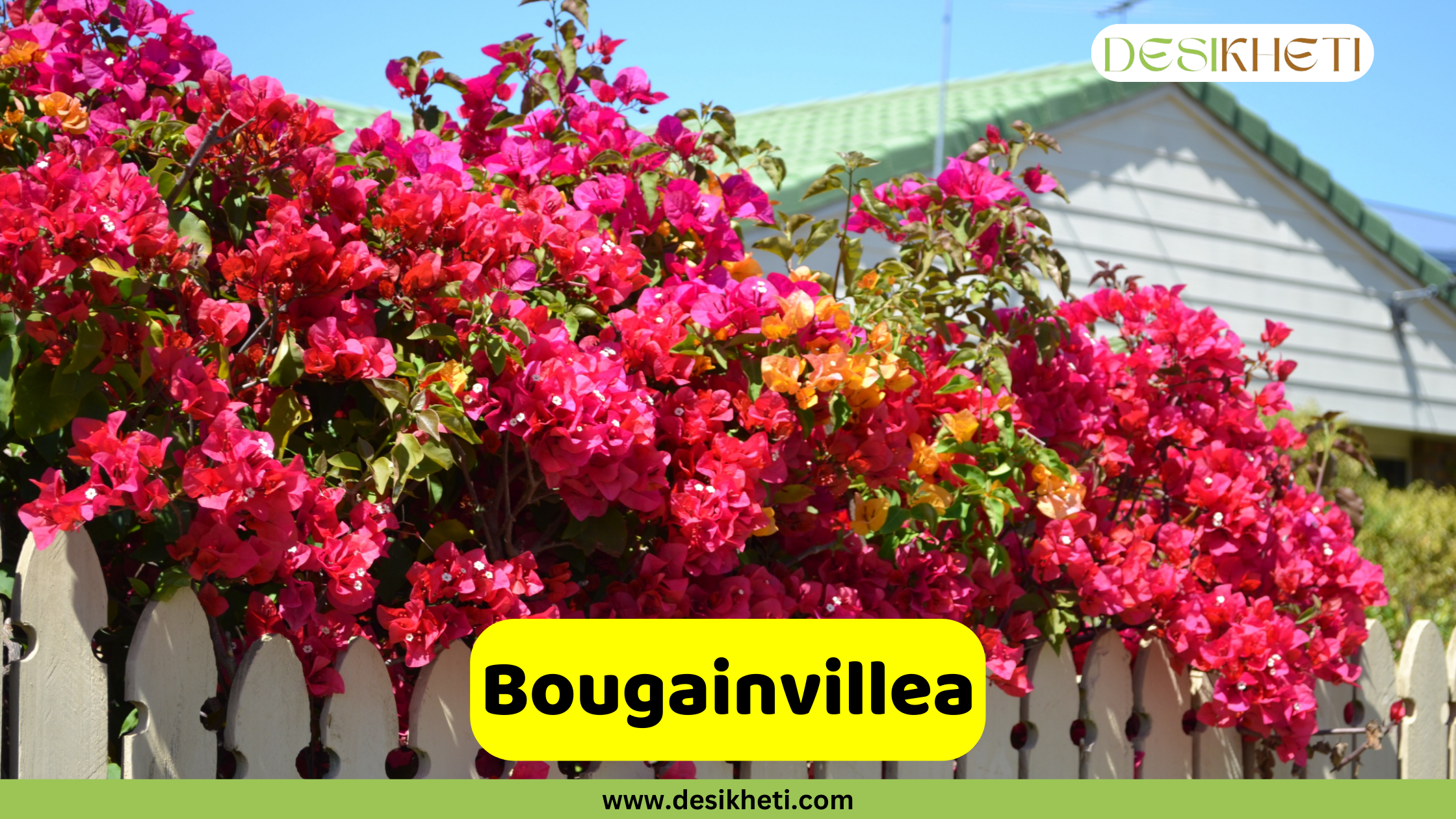 
A vibrant display of red and pink Bougainvillea flowers overflowing a white picket fence under a clear sky. A bright yellow banner with the text "Bougainvillea" is prominently displayed. The top right corner includes the "DESIKHETI" logo, and the bottom center features the website address "www.desikheti.com".