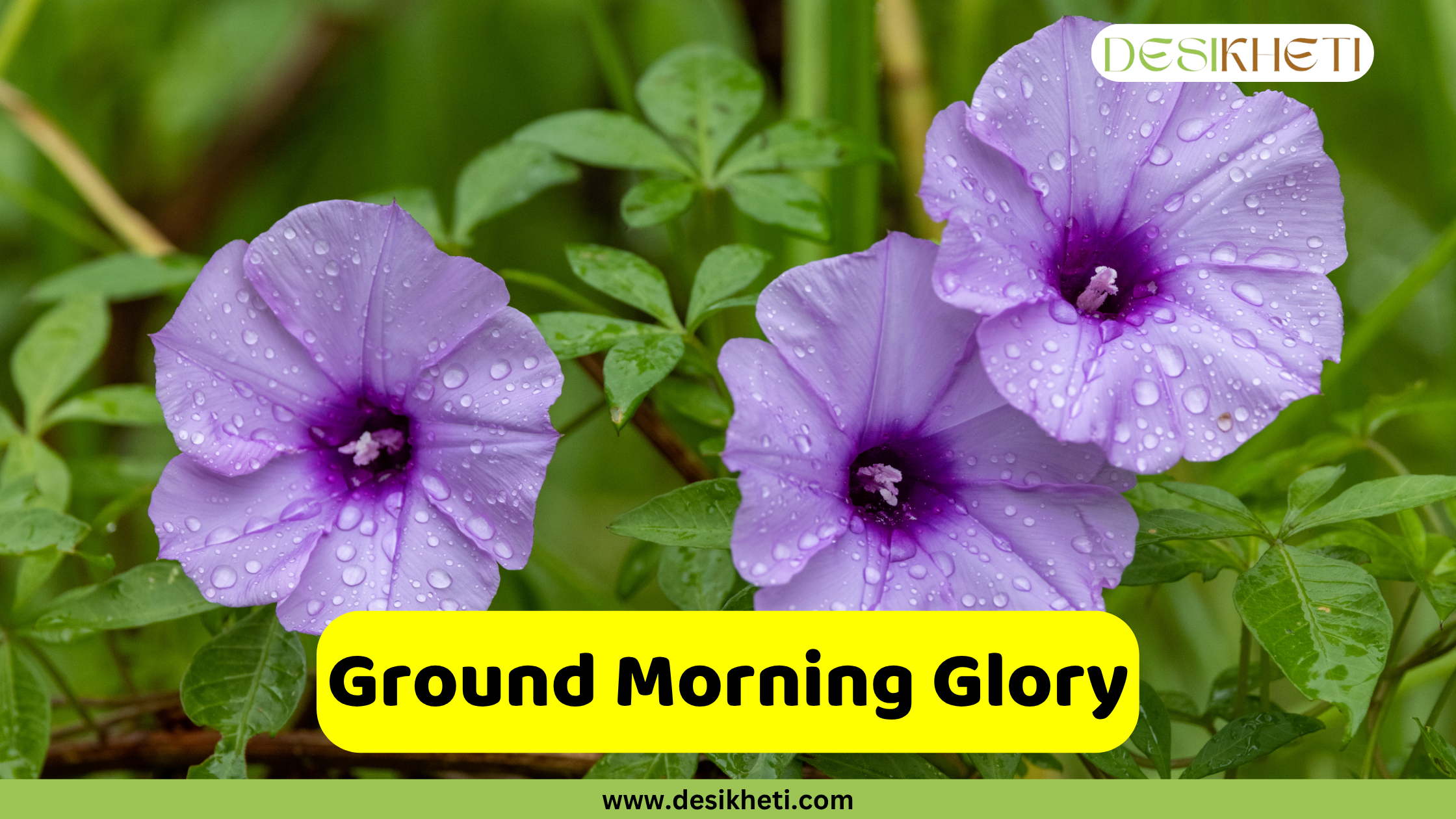 
Three vibrant purple ground morning glory flowers with water droplets on their petals, surrounded by green foliage. The text "Ground Morning Glory" is displayed in a yellow box at the bottom, and the logo "DESIKHETI" and website "www.desikheti.com" are also visible.
