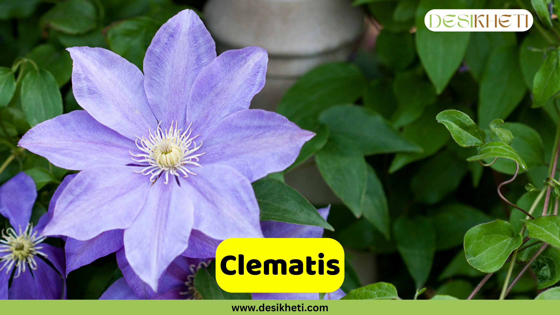 A close-up of a vibrant purple Clematis flower with a yellow center, surrounded by green leaves. A yellow banner with the text "Clematis" is overlaid on the image. The top right corner features the "DESIKHETI" logo, and the bottom center includes the website address "www.desikheti.com".