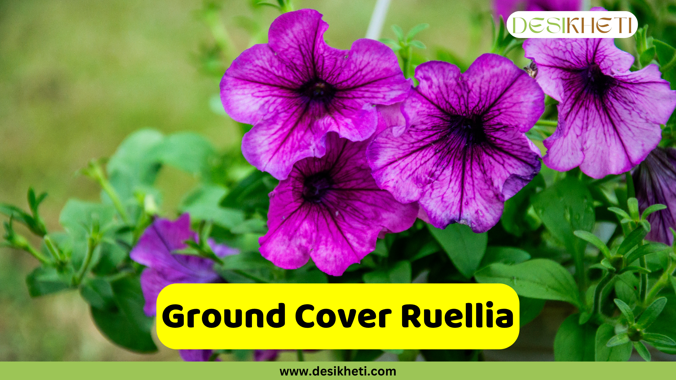 
Beautiful cluster of deep purple ground cover ruellia flowers with prominent dark centers, surrounded by green foliage. The text "Ground Cover Ruellia" is displayed in a yellow box, along with the "DESIKHETI" logo and "www.desikheti.com".