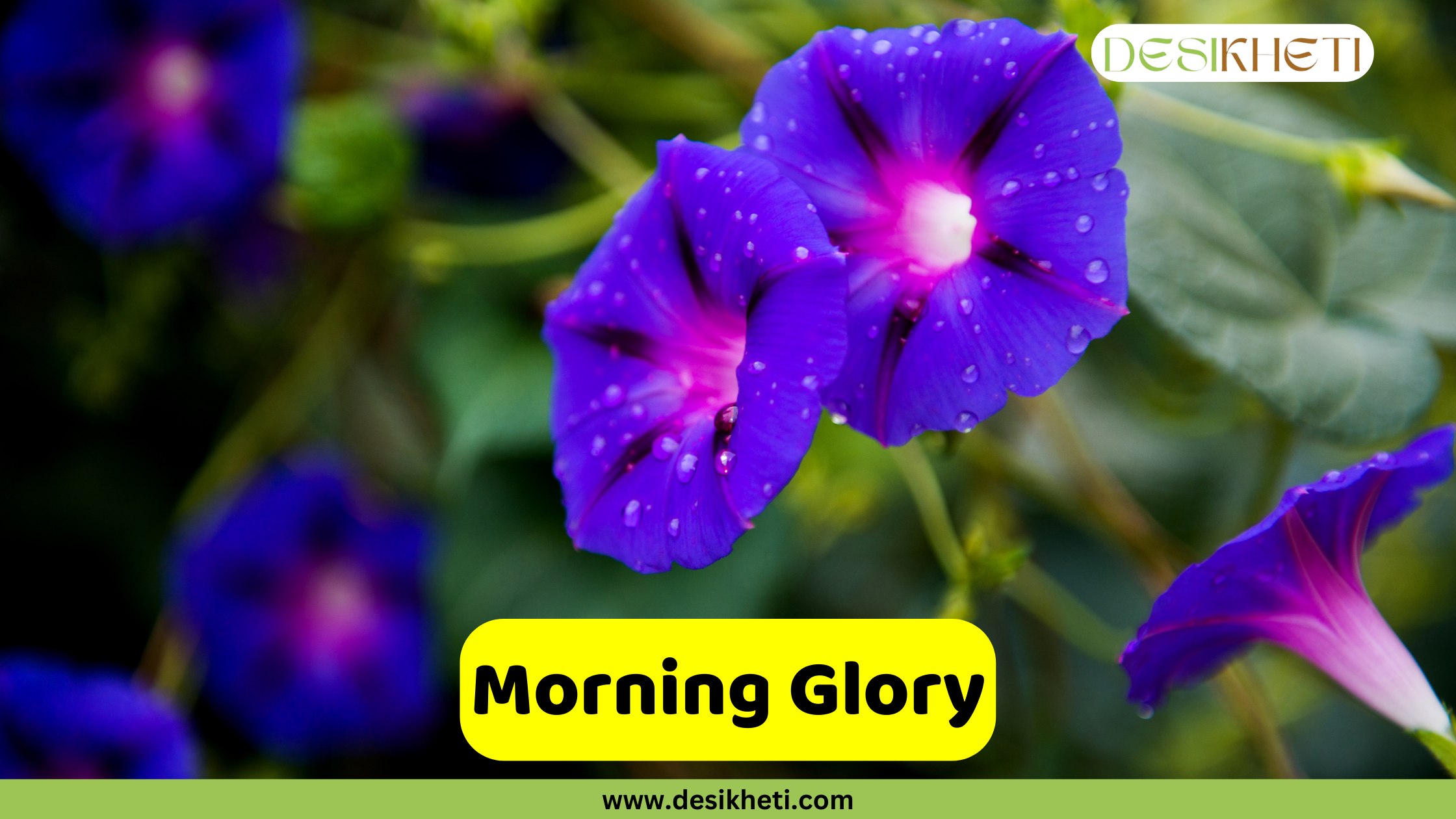 
A close-up of several vibrant purple and pink Morning Glory flowers, covered in tiny water droplets, with green foliage in the blurred background. A yellow banner with the text "Morning Glory" is prominently displayed. The top right corner includes the "DESIKHETI" logo, and the bottom center shows the website address "www.desikheti.com".
