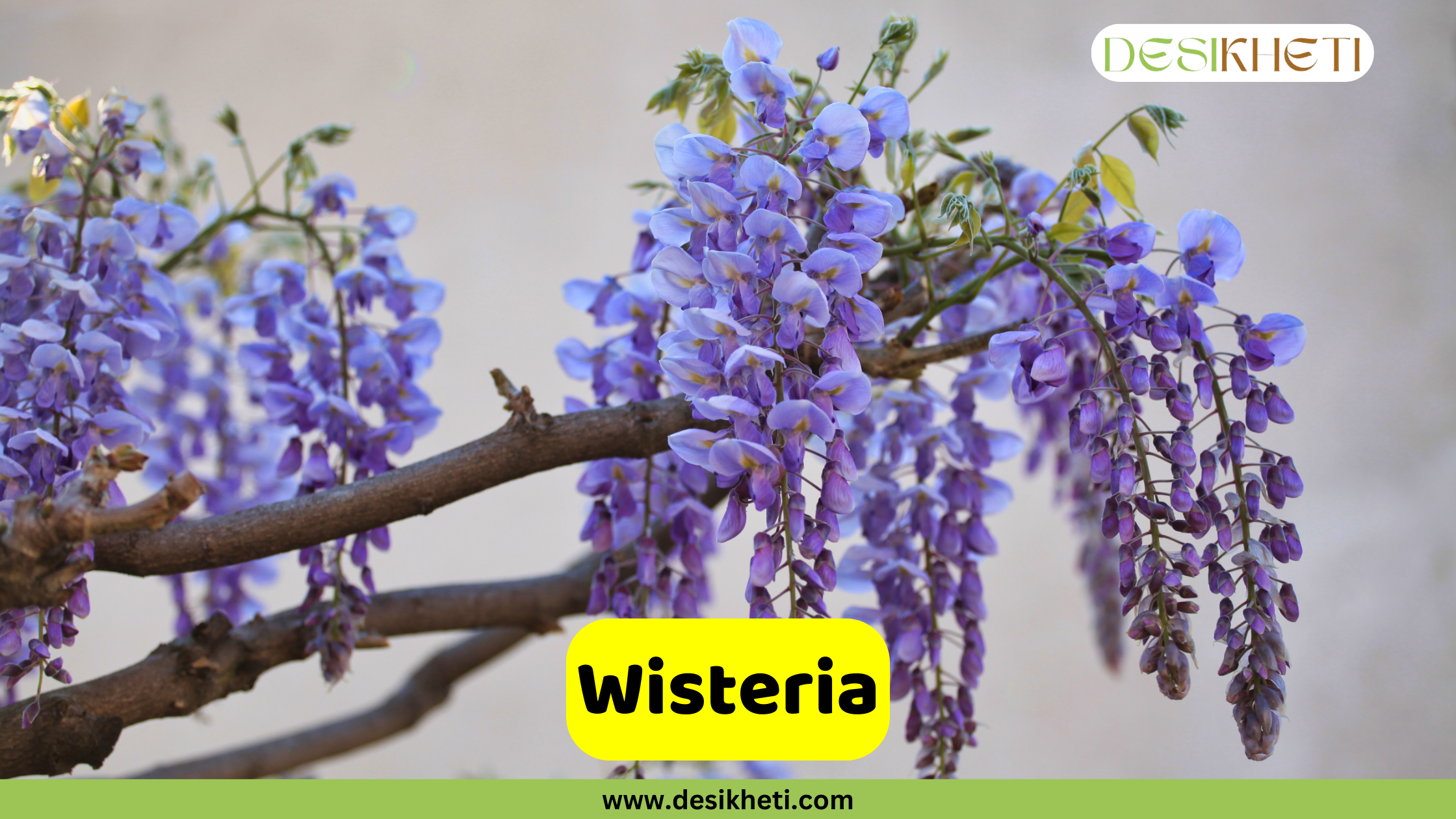 
A close-up of delicate purple Wisteria flowers blooming in drooping clusters from thick woody vines. A bright yellow banner with the text "Wisteria" is prominent in the foreground. The top right corner displays the "DESIKHETI" logo, and the bottom center includes the website address "www.desikheti.com".