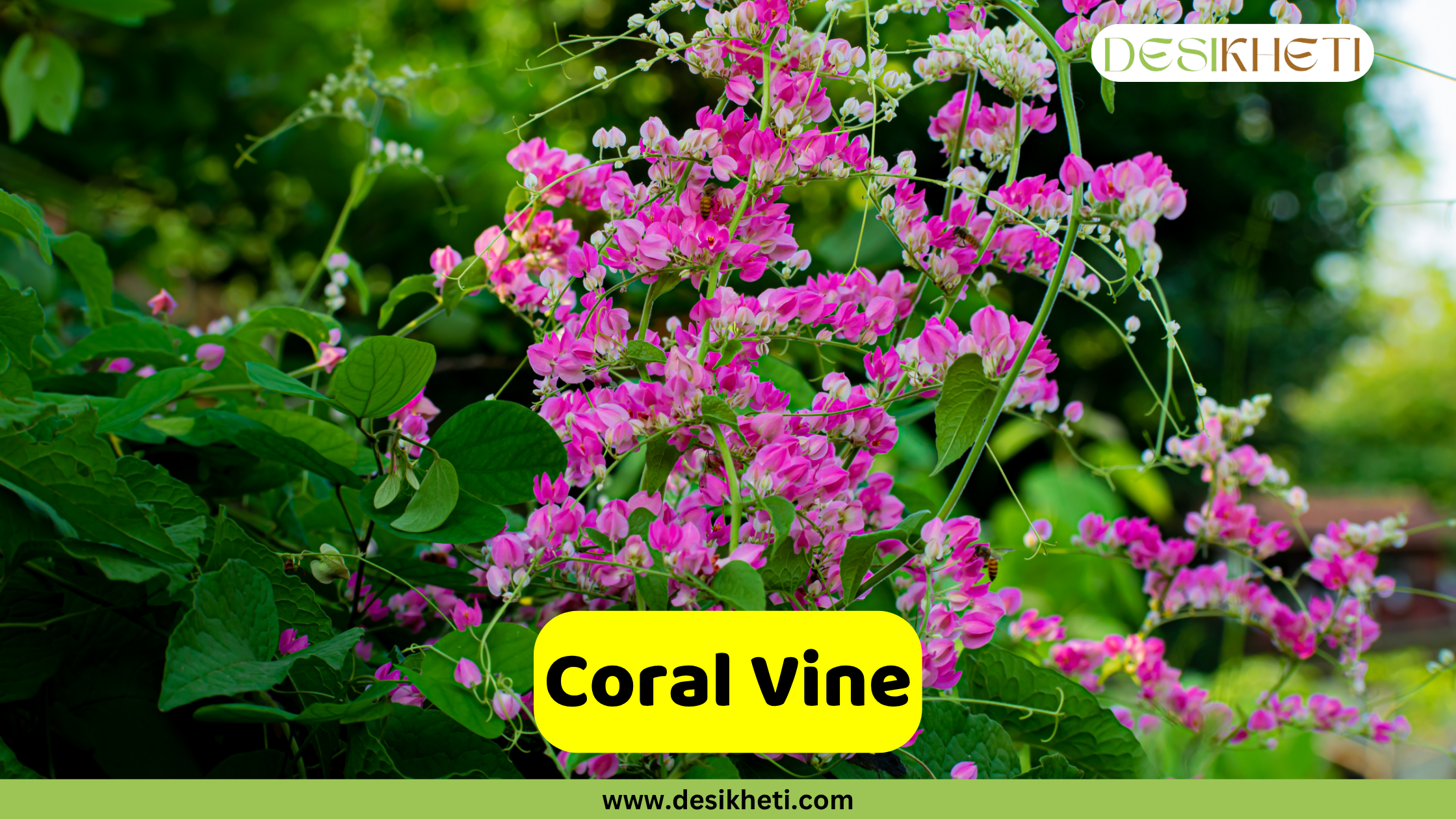 
Branches of coral vine covered in numerous clusters of vibrant pink and some white blossoms, with green leaves interspersed. The text "Coral Vine" is displayed in a yellow box, and the "DESIKHETI" logo and "www.desikheti.com" are also visible.







